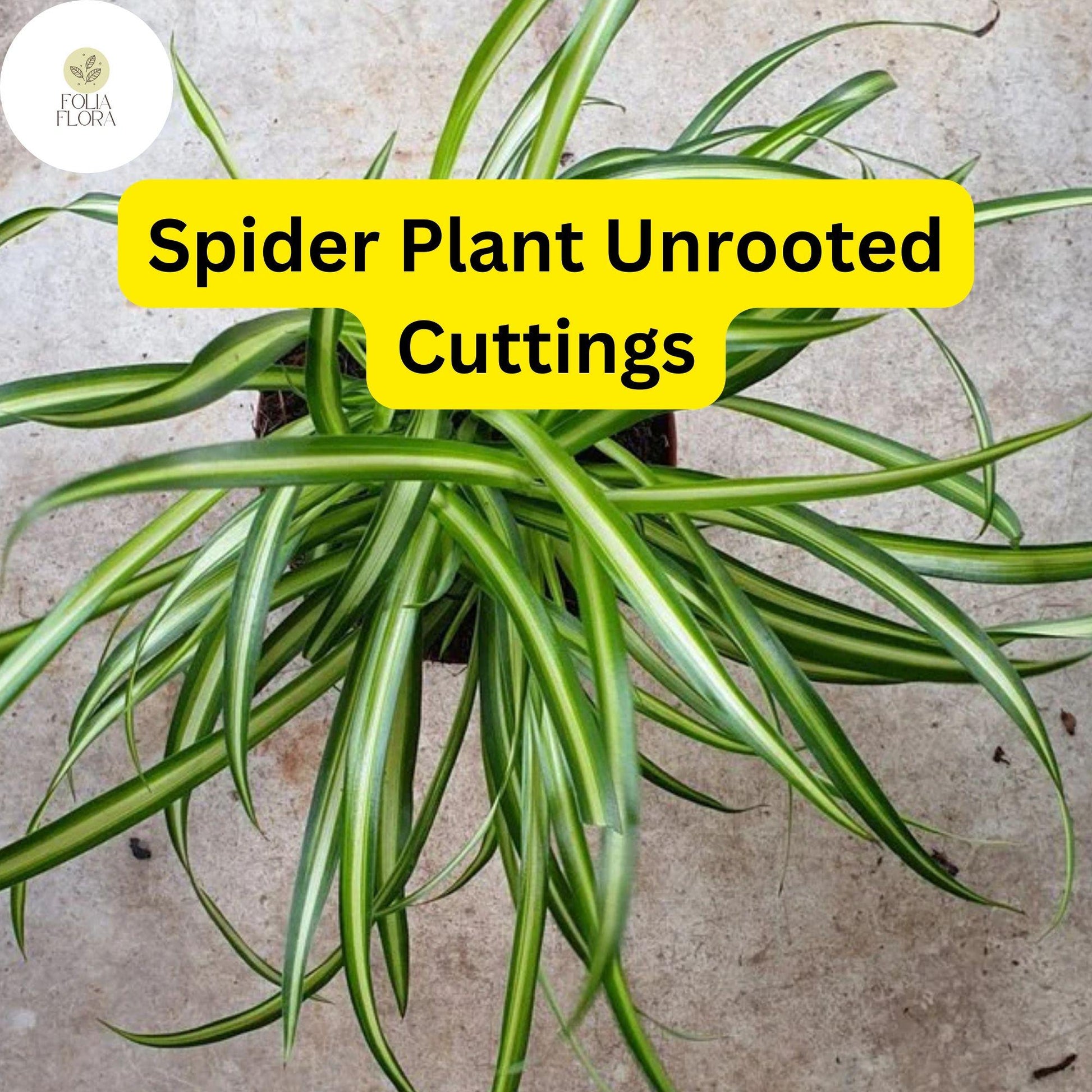10 Spider Plant Cuttings, Green & White Striped, Chlorophytum comosum, Easy Care Air Purifier for Indoor Spaces