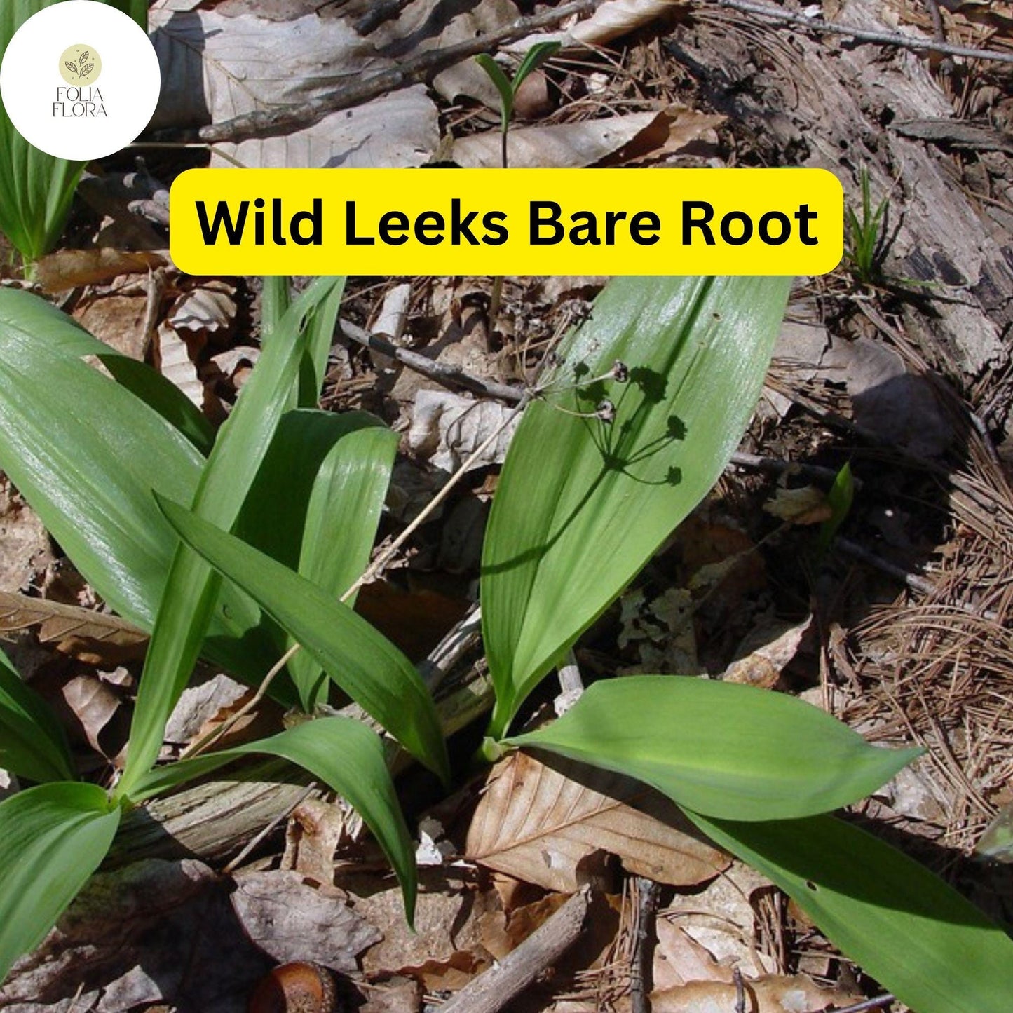 Wild Leeks Bulbs - 3 Organically Grown Bare Root Ramps (Allium tricoccum) - Gourmet Edible Plant for Shade Gardens
