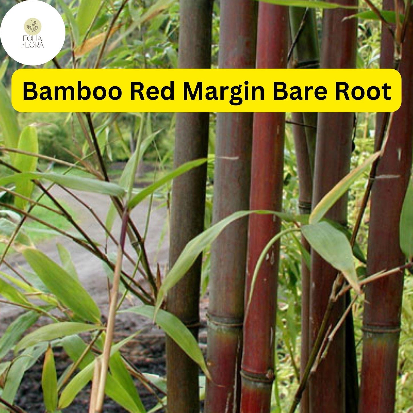 Live Bare Root Plant Bamboo Red Margin, Fast-Growing Phyllostachys Rubromarginata, Hardy Ornamental Bamboo for Privacy Screens