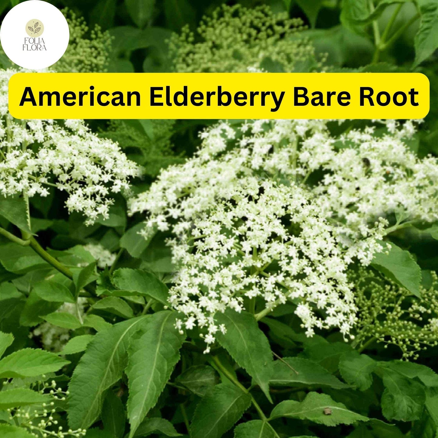 Bare Root American Elderberry Tree, Edible Purple Berries, Sambucus canadensis, Fully Rooted Live Plant for Garden