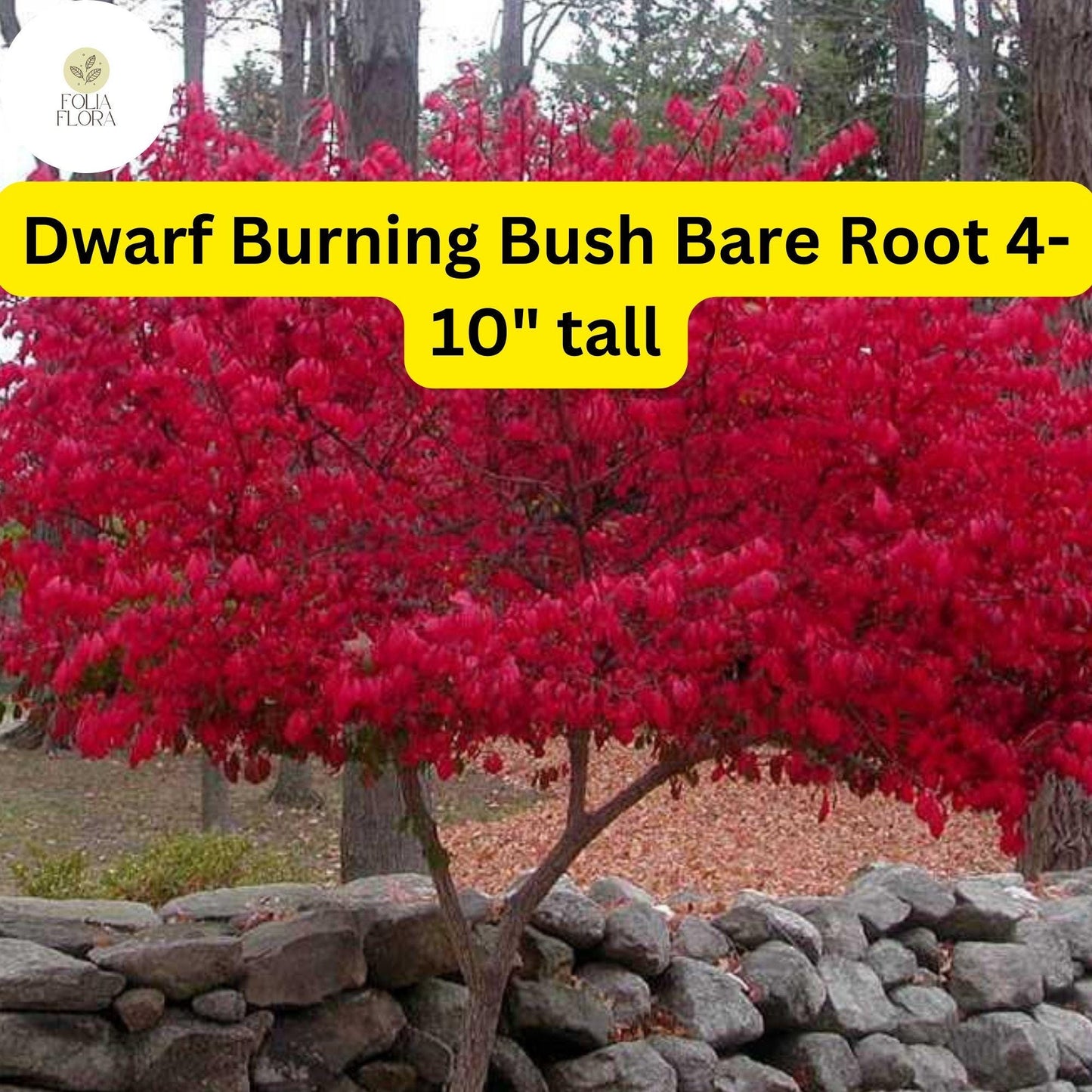 10 Dwarf Burning Bush Plants, Hardy Bare Root Shrubs, Red Fall Foliage, Euonymus alatus - Perfect for Borders & Hedges