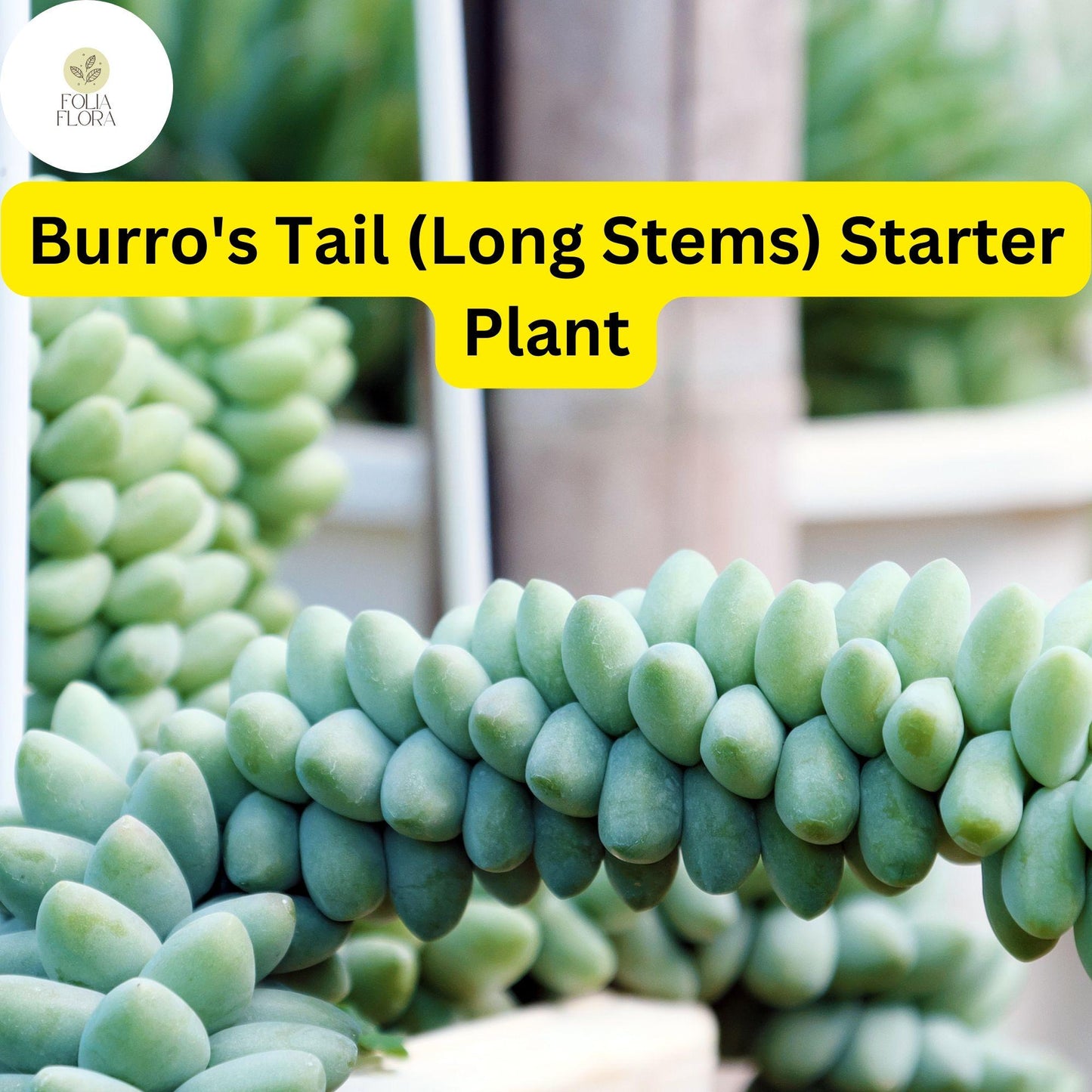 Burro's Tail Succulent 4'' Pot Silvery-Green Sedum morganianum Easy-Care Indoor Plant for Hanging Baskets and Planters