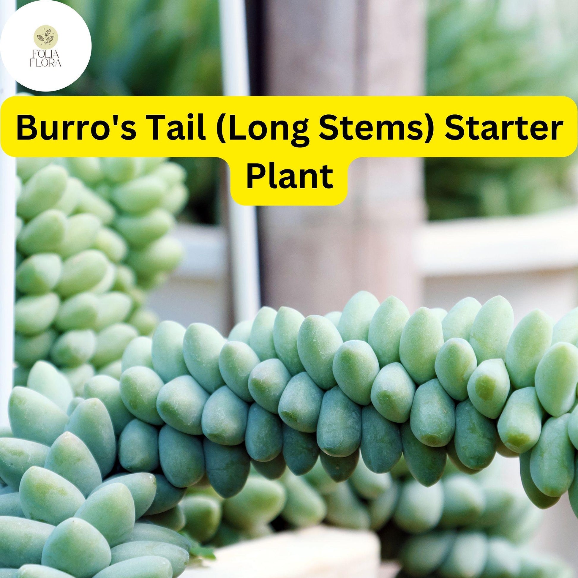 Burro's Tail Succulent 4'' Pot Silvery-Green Sedum morganianum Easy-Care Indoor Plant for Hanging Baskets and Planters
