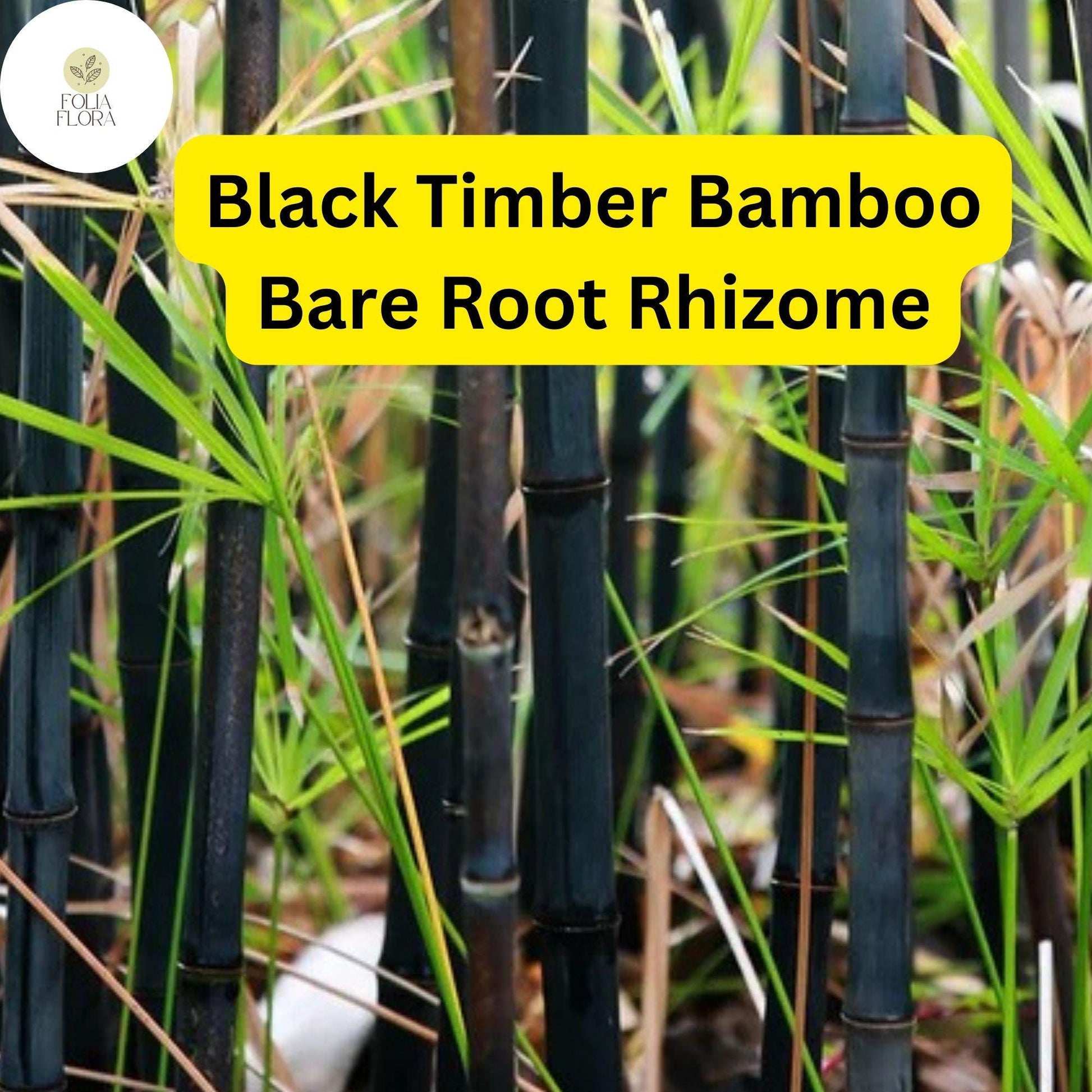 2 Live Bare Root Rhizomes Black Timber Bamboo, Phyllostachys nigra, Fast-Growing Ornamental Bamboo for Privacy Screen
