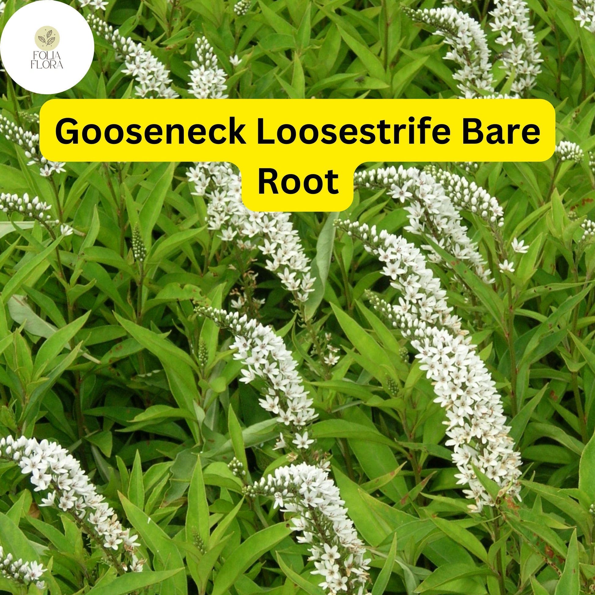 12 Bare Root Gooseneck Loosestrife Plants, White Flowers, Lysimachia clethroides, Hardy Perennial for Moist Gardens, Pollinator-Friendly