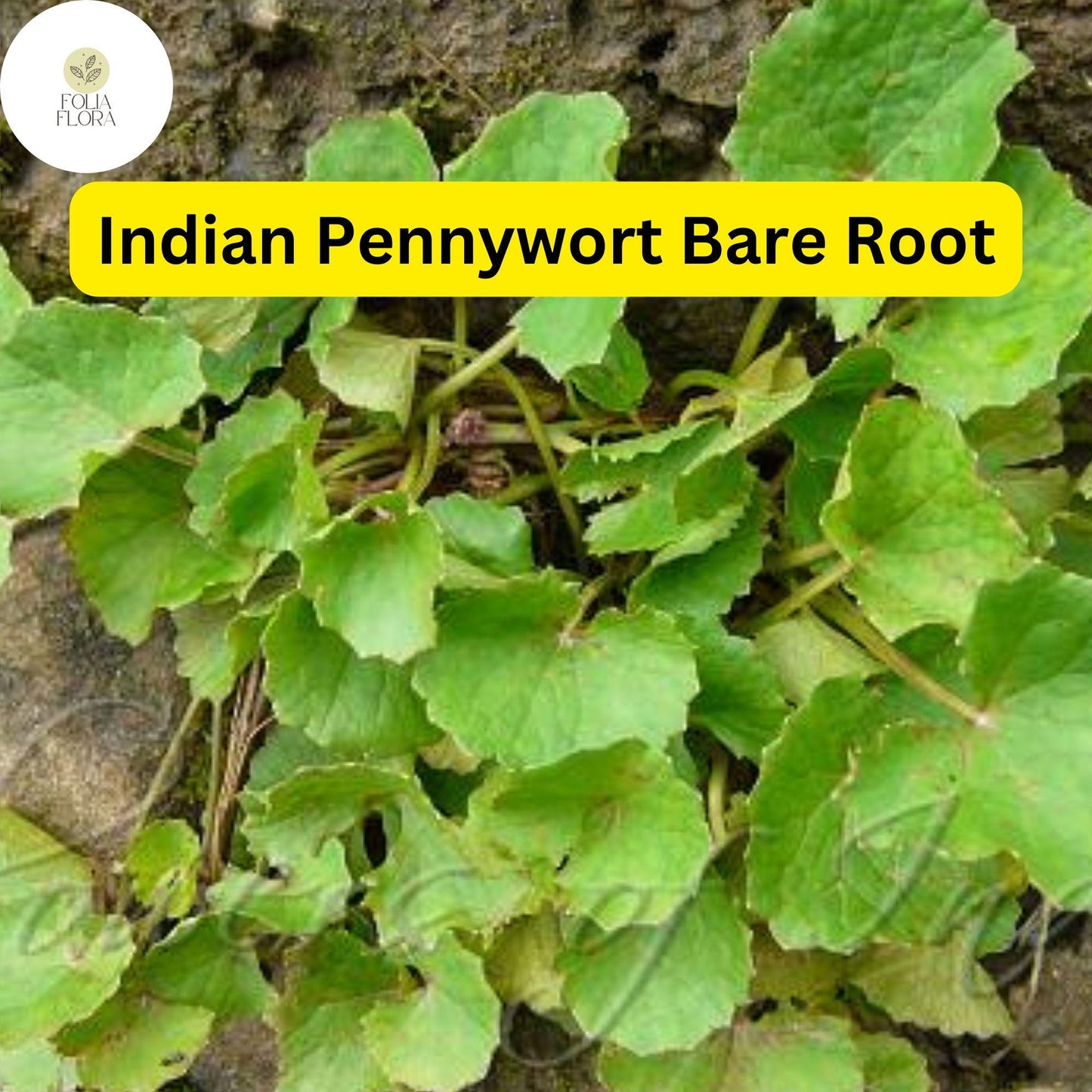 15 Live Pennywort Plants, Centella asiatica, Green Aquatic Herb, Easy to Grow for Water Gardens & Culinary Use