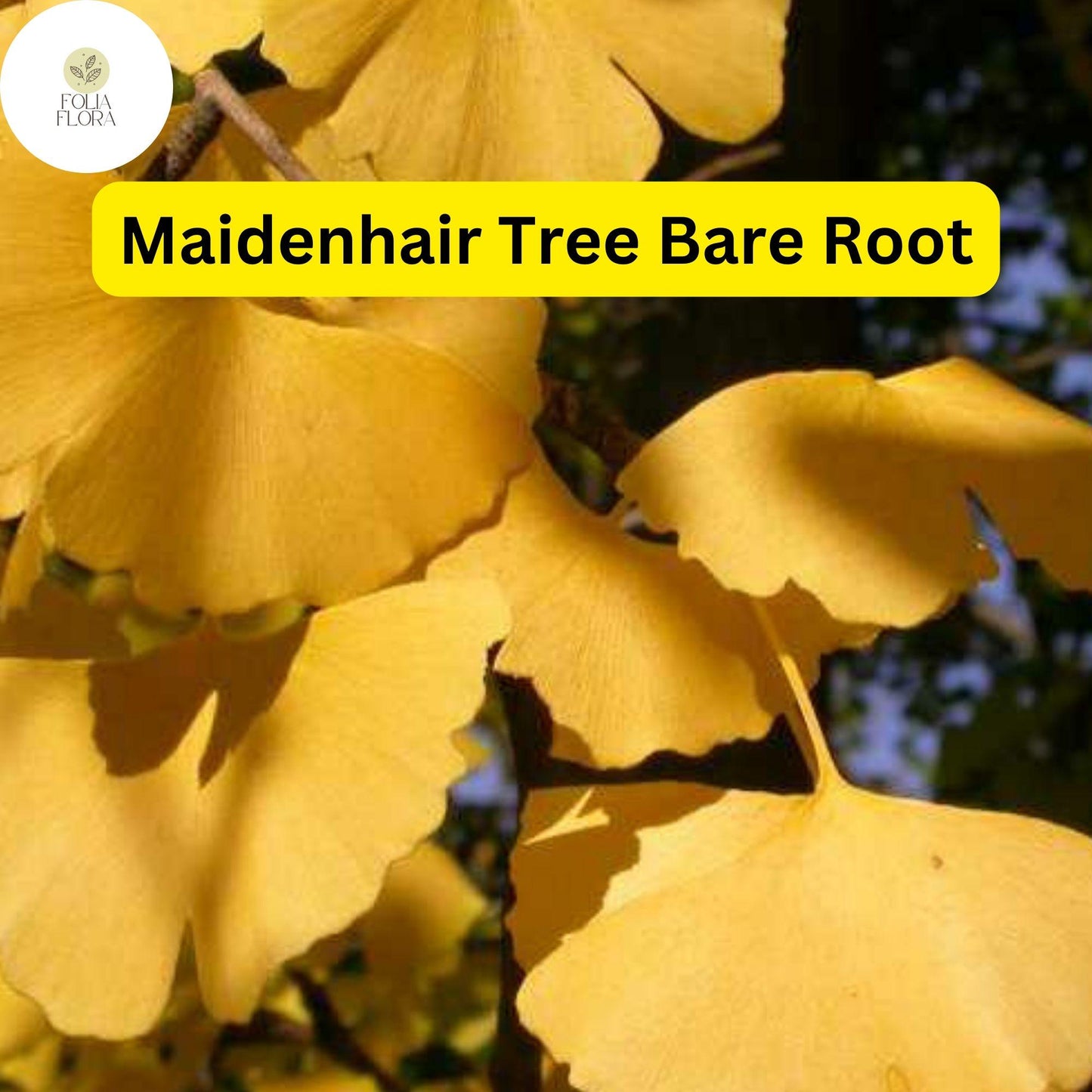 3 Bare Root Ginkgo Biloba Trees, Maidenhair Tree - Hardy Live Starter Trees for Shade & Ornamental Use, Ginkgo biloba