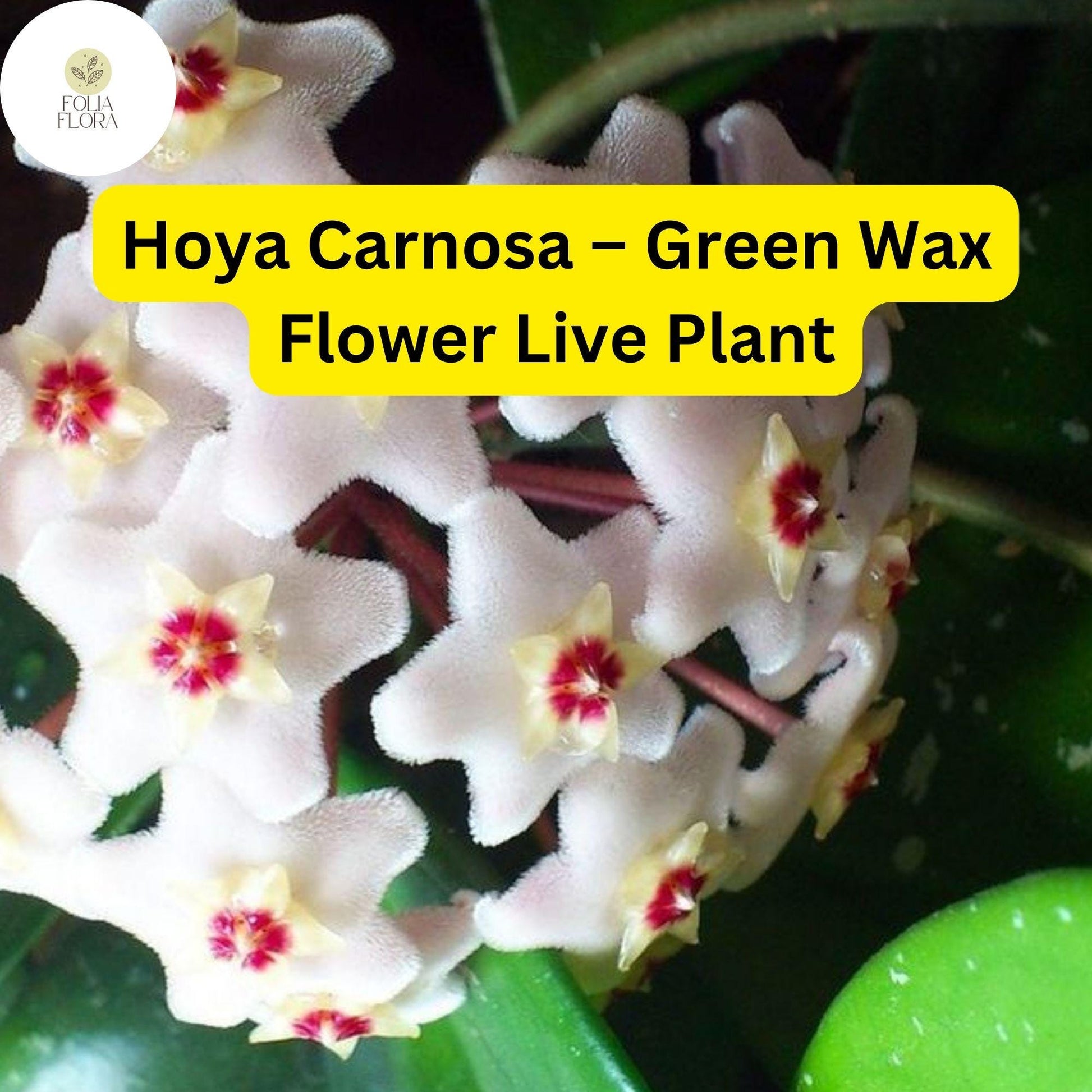 Hoya Carnosa Live Plant - 3” Wax Flower, Easy-Care Vining Houseplant, Fragrant Blooms, Air-Purifying (Hoya Carnosa)