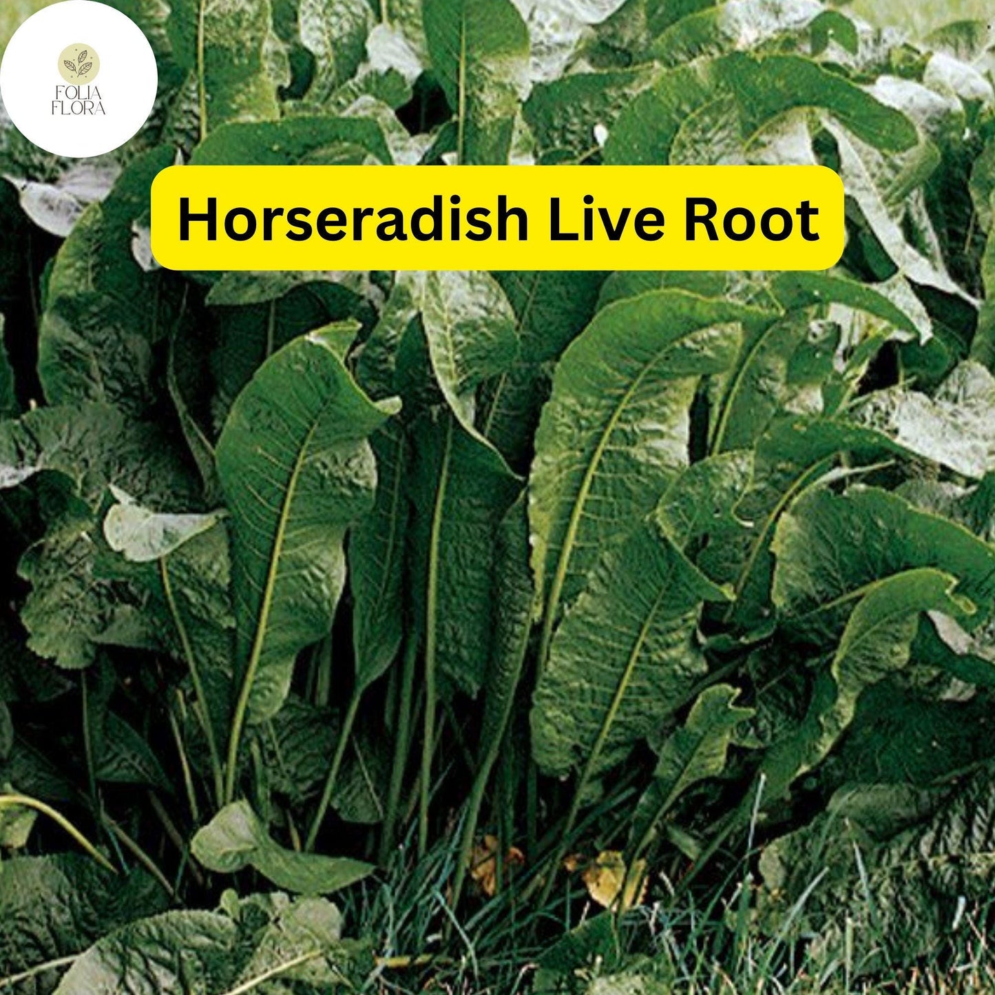 Organic Horseradish Roots – Heirloom Perennial Edible Plant – Armoracia rusticana – Grow Fresh Culinary Flavor