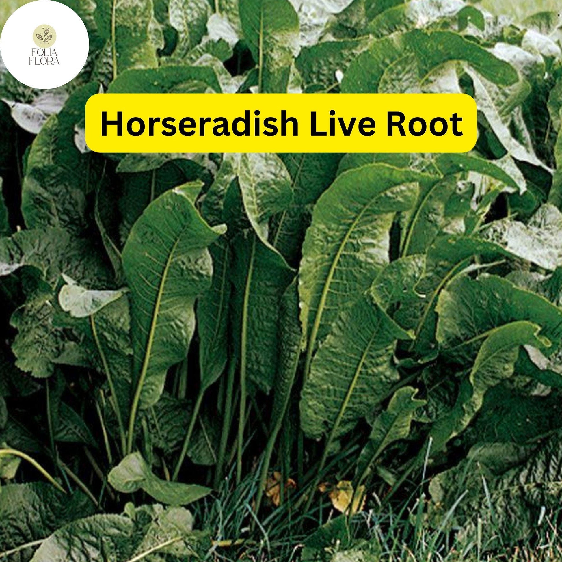 Organic Horseradish Roots – Heirloom Perennial Edible Plant – Armoracia rusticana – Grow Fresh Culinary Flavor