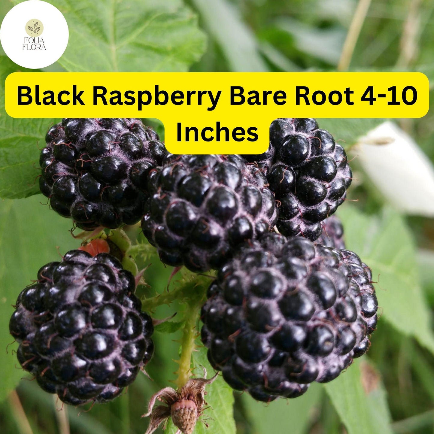 10 Bare Root Starter Plants Black Raspberry, Mysore Variety (Rubus niveus) - High Yield, Fast-Growing Perennial Fruit