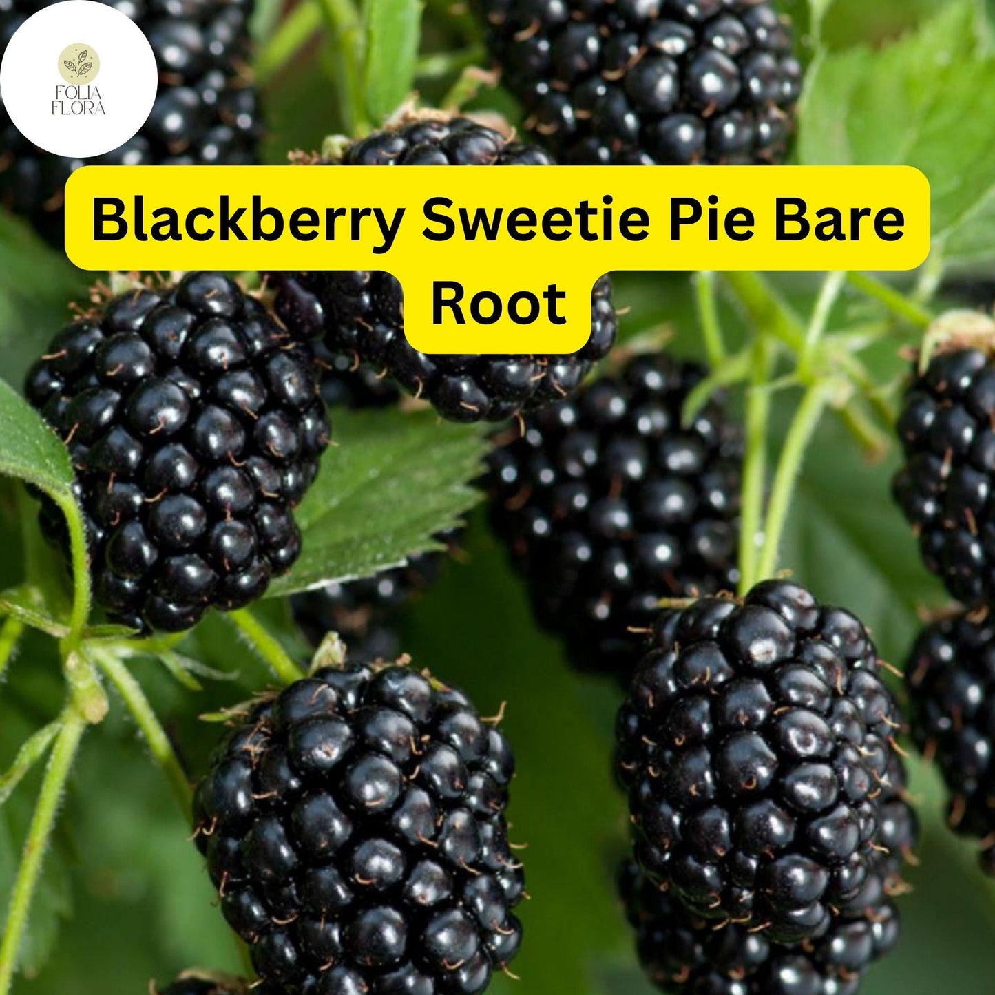 Sweetie Pie Blackberry Plant - Rubus Bare Root Starter - Disease-Resistant, Heat-Tolerant, Deep Purple-Black Berries