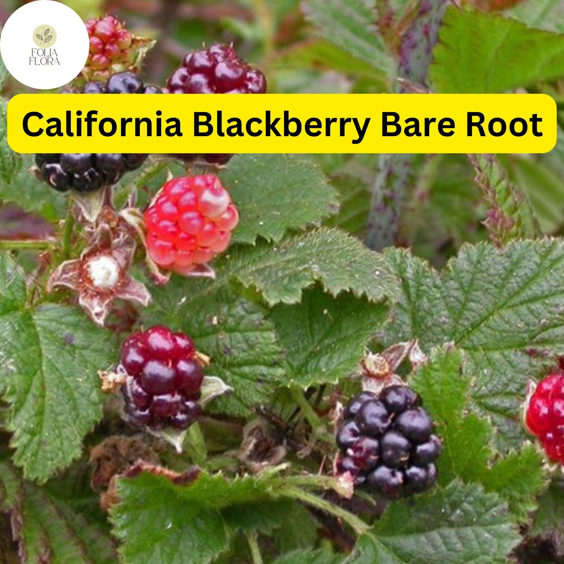California Blackberry Plant - Live Bare Root Organic 10-15" - Rubus ursinus - Sweet Tangy Berries for Home Garden