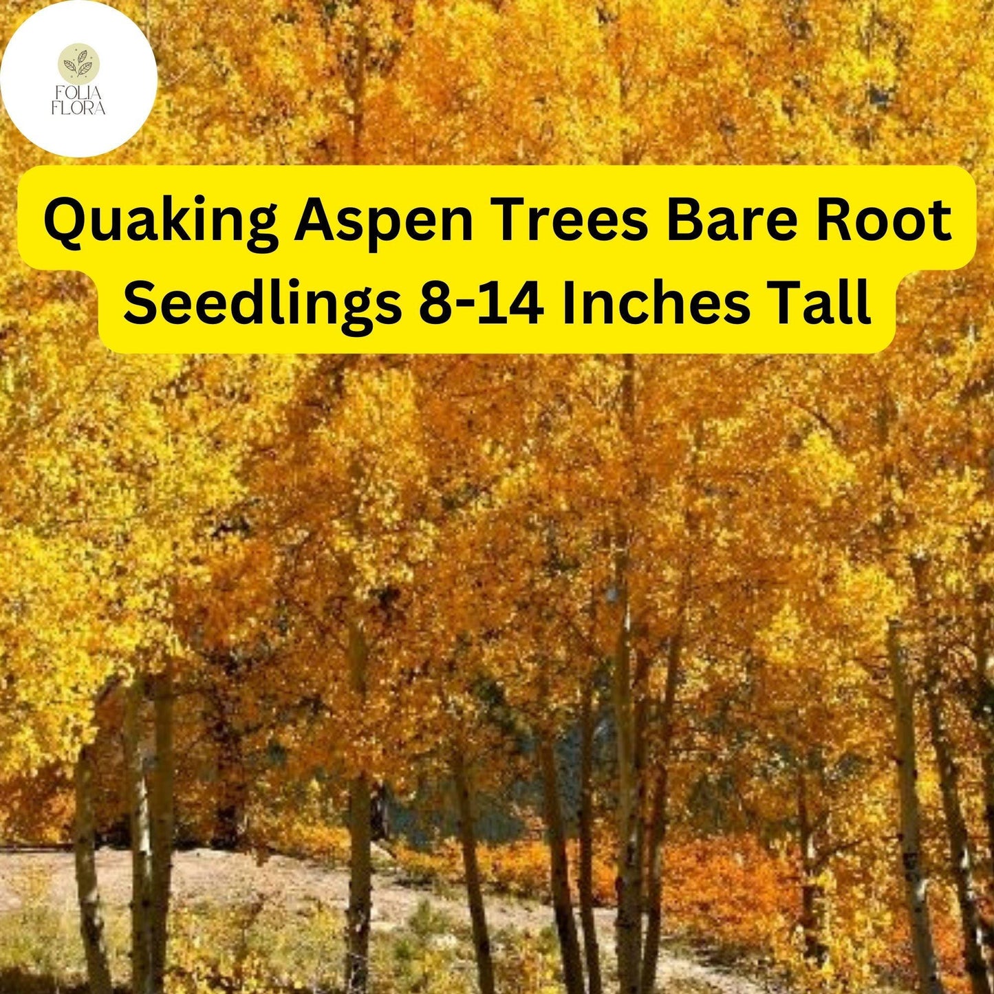 Quaking Aspen Trees Bare Root Seedlings 8-14 Inches Populus tremuloides Fast-Growing Low Maintenance Ideal for Landscapes