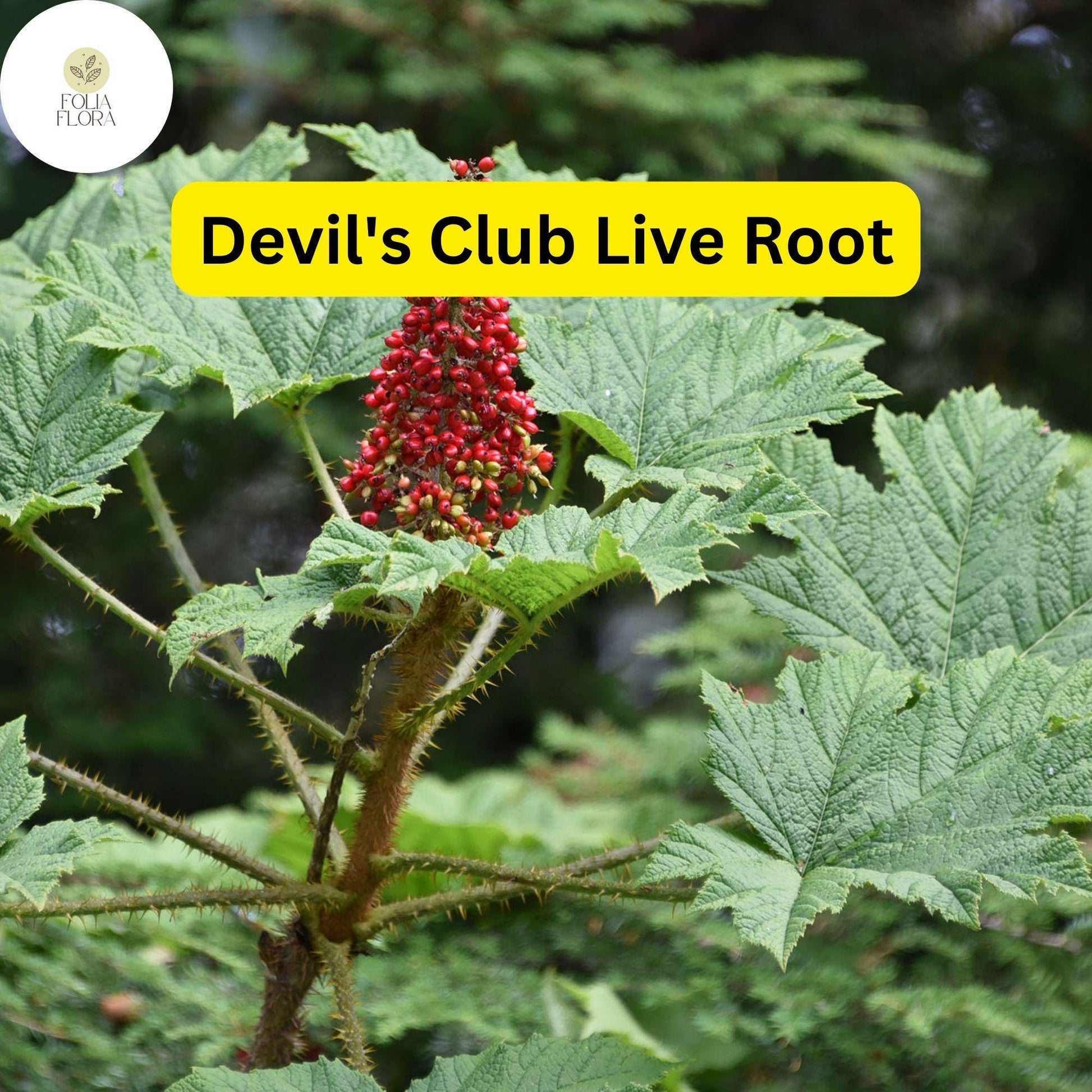 Devil's Club Live Root 6-inch Oplopanax horridus Wild Harvested Native Plant for Woodland Gardens