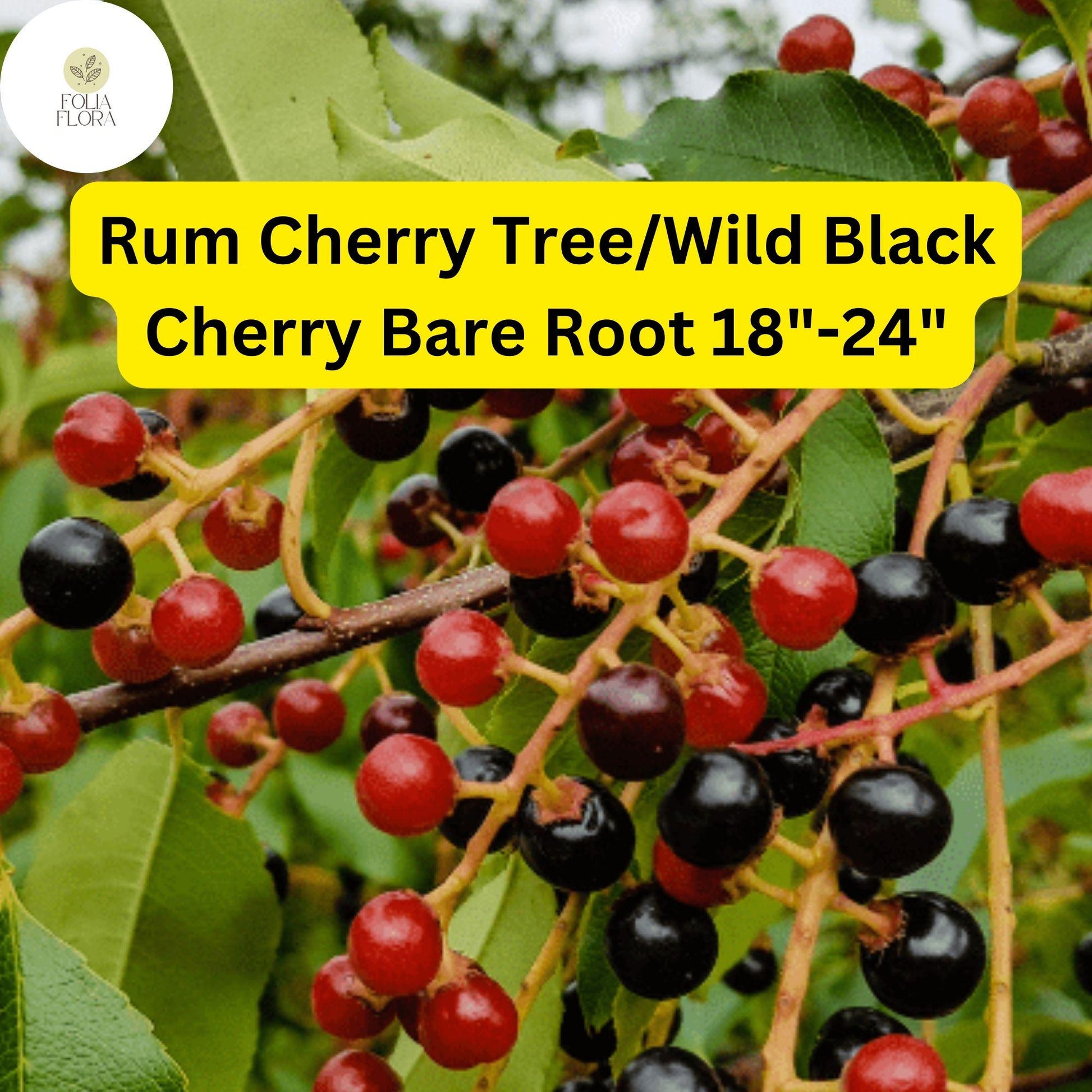 Wild Black Cherry Tree - Live Bare Root Plant 18-24” - Prunus serotina - White Flowers, Black Fruits, Wildlife-Friendly, USDA Zones 3-9