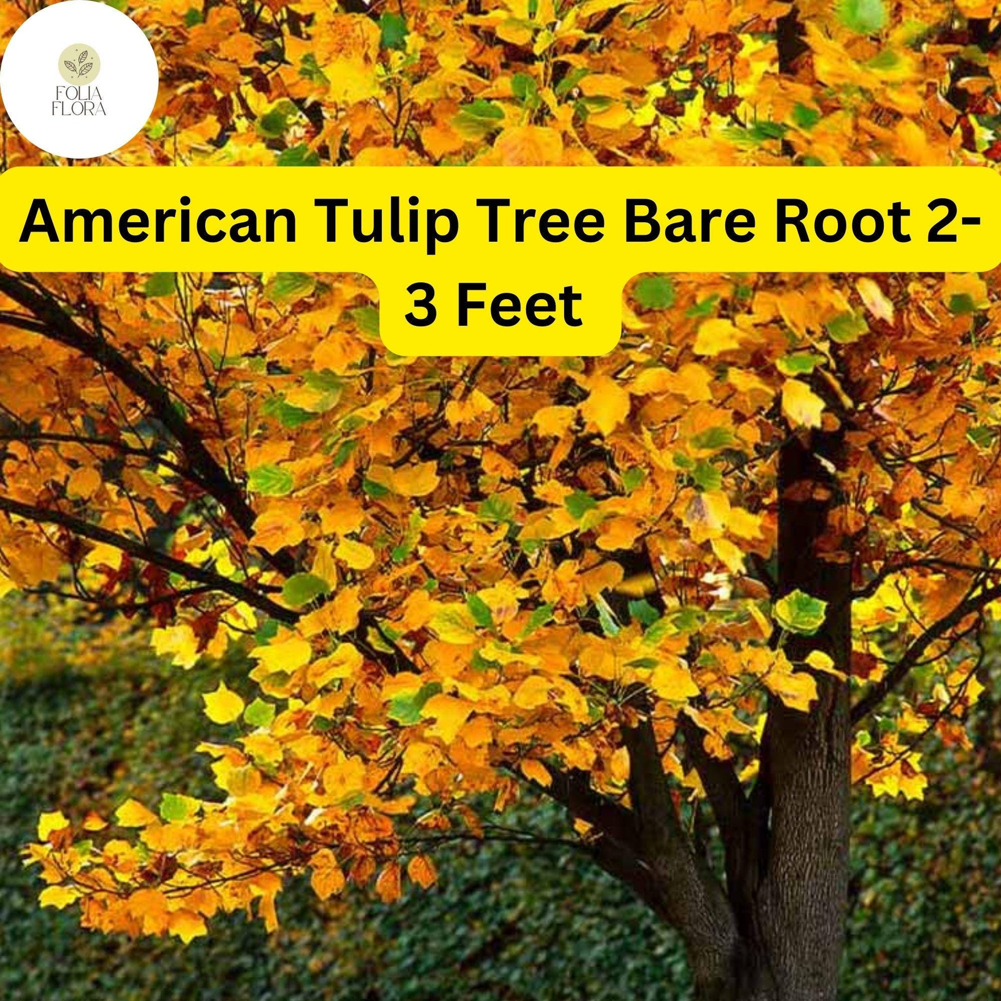 American Tulip Tree Live Bare Root Plant 2-3 ft Liriodendron tulipifera Fast-Growing Shade Tree Yellow-Green Flowers
