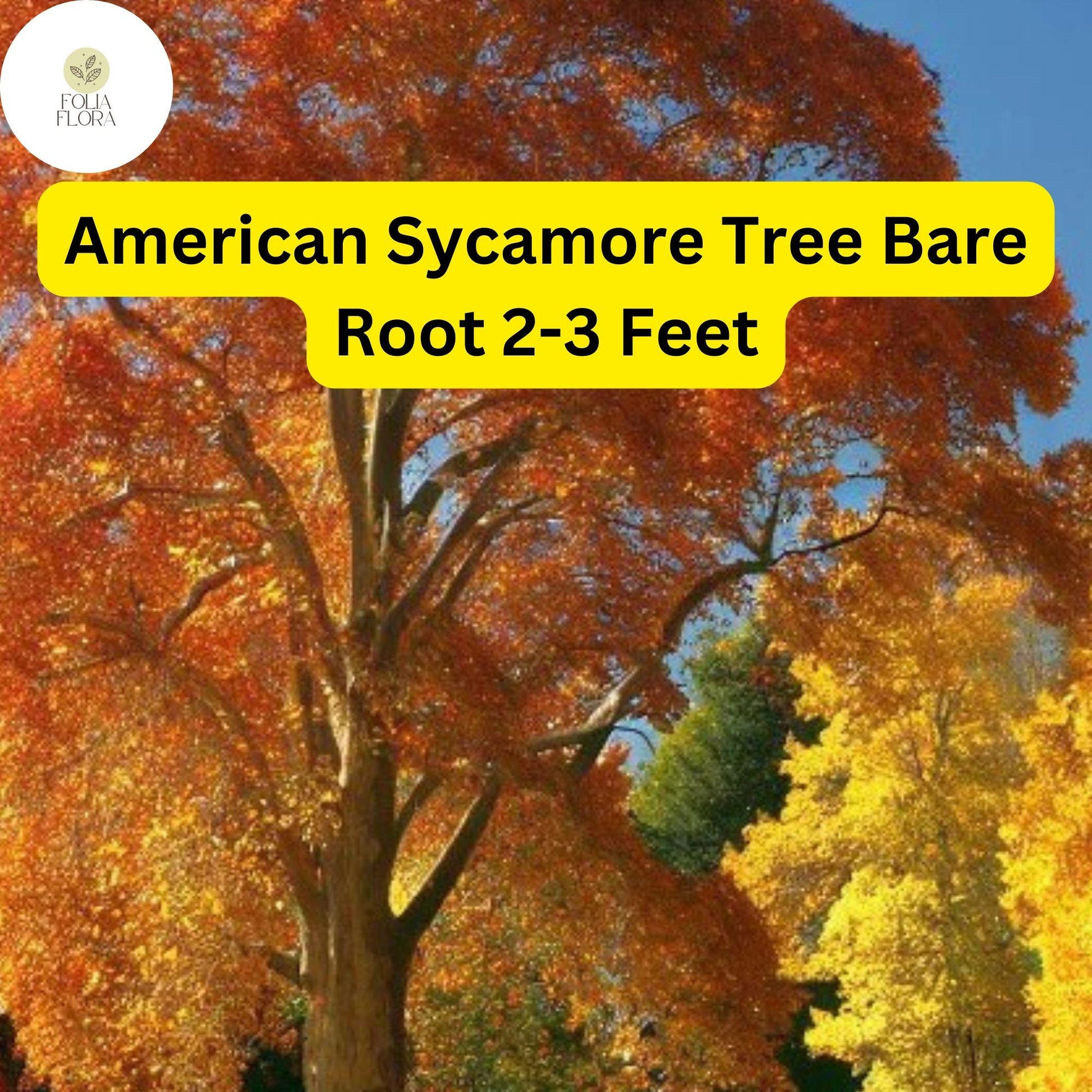 American Sycamore Tree - 2-3 ft Live Bare Root Plant, Fast-Growing Shade, Platanus occidentalis, Mottled Bark, Green Foliage