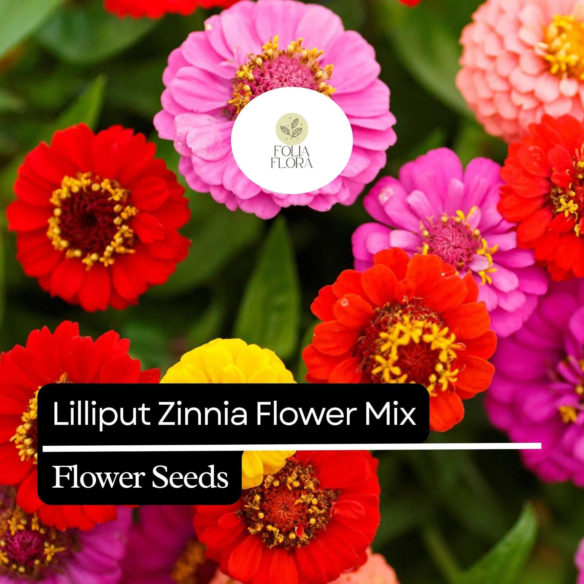 100 Lilliput Zinnia Seeds – Heirloom Compact Colorful Mix, Non-GMO, Zinnia elegans, Easy-to-Grow for Gardens & Containers