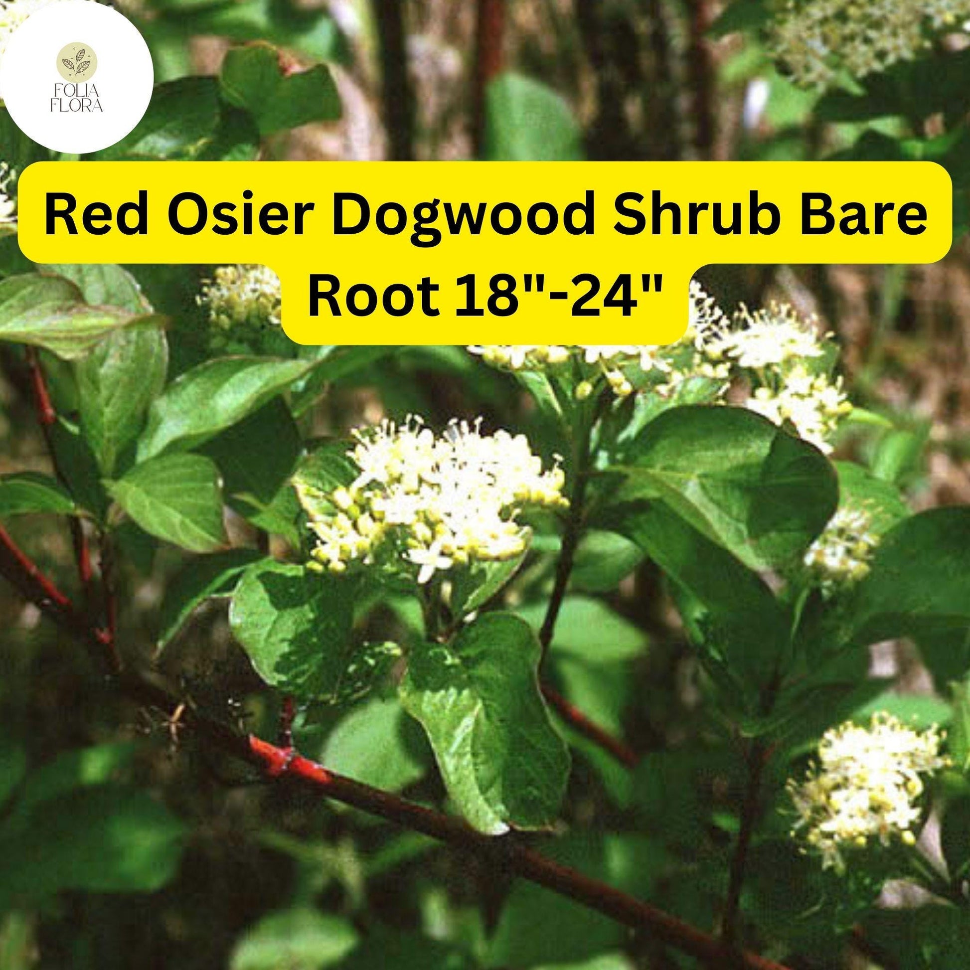 Red Osier Dogwood Shrub - 18"-24" Bare Root Plant, Bright Red Stems, Cornus sericea, Erosion Control, Wildlife Friendly