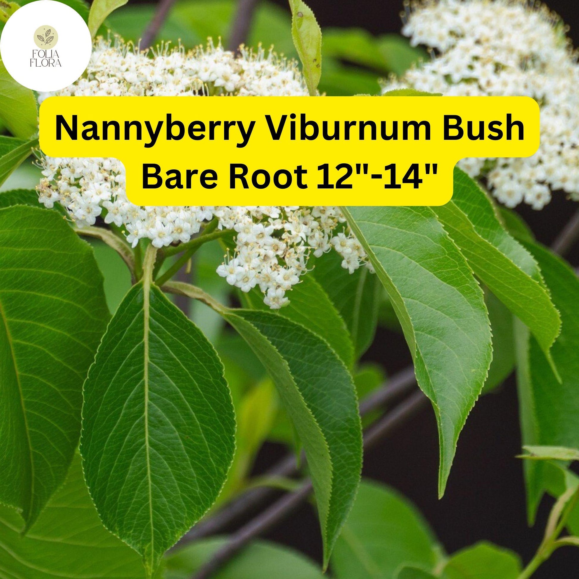 Nannyberry Viburnum Bush Live Bare Root Plant 12"-14" - Viburnum lentago - Fragrant Flowers, Wildlife-Friendly, Easy Care