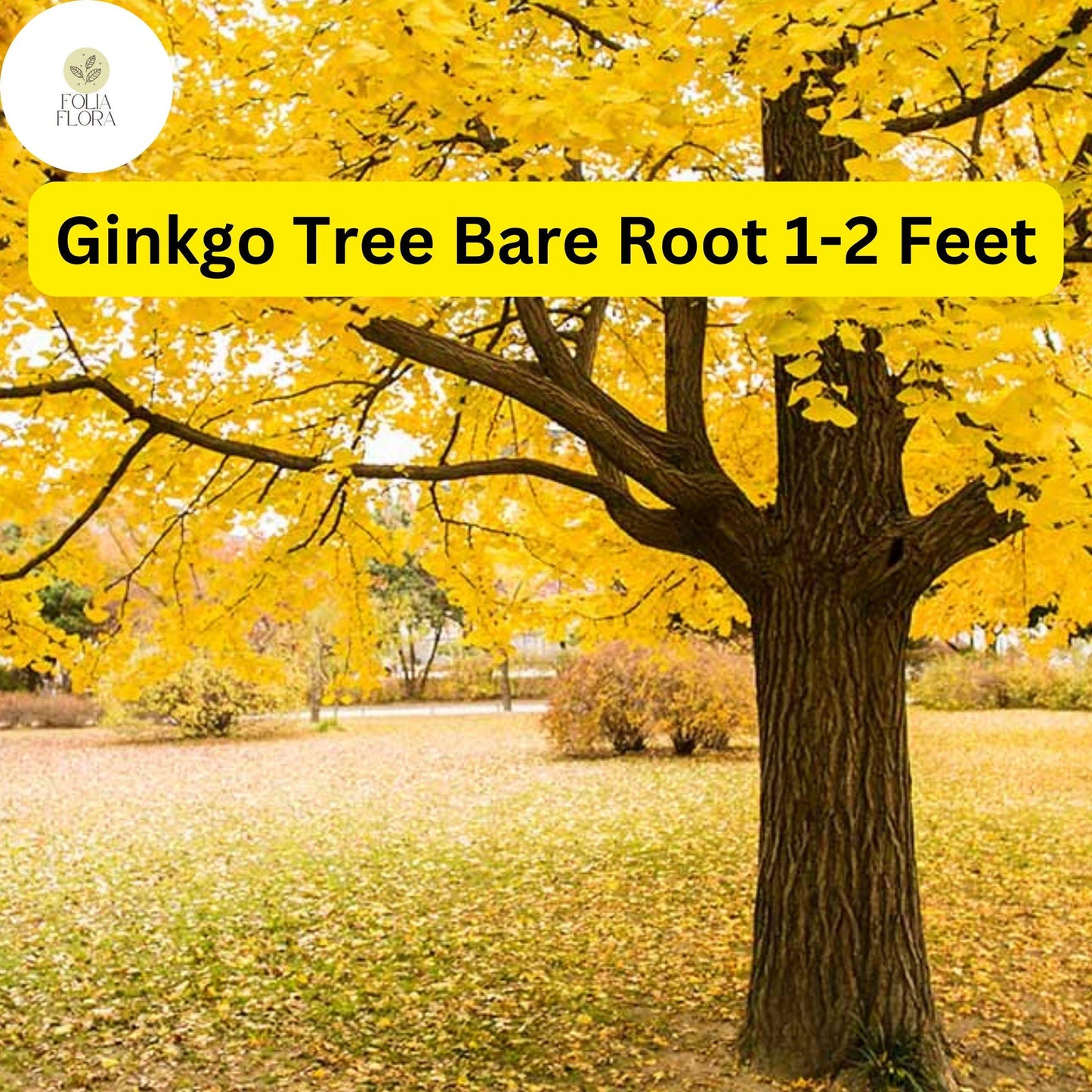 Ginkgo Tree Live Bare Root Plant 1-2 Feet Golden Fall Foliage Ginkgo biloba | Pollution-Tolerant Ornamental Tree