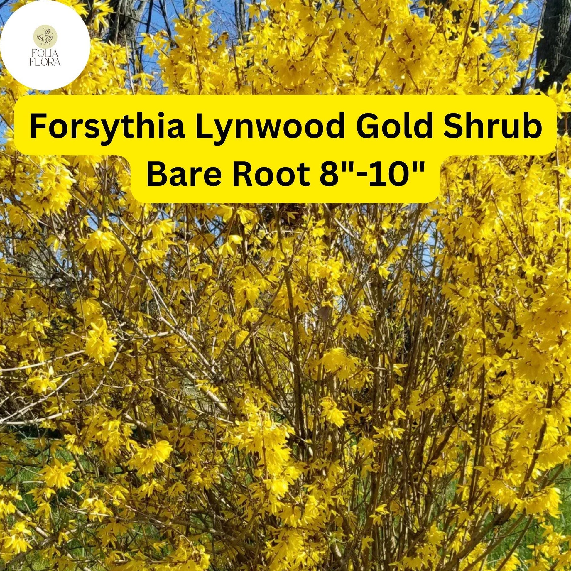Lynwood Gold Forsythia Shrub - 8"-10" Live Bare Root Plant, Bright Yellow Blooms, Forsythia x intermedia, Zones 4-9
