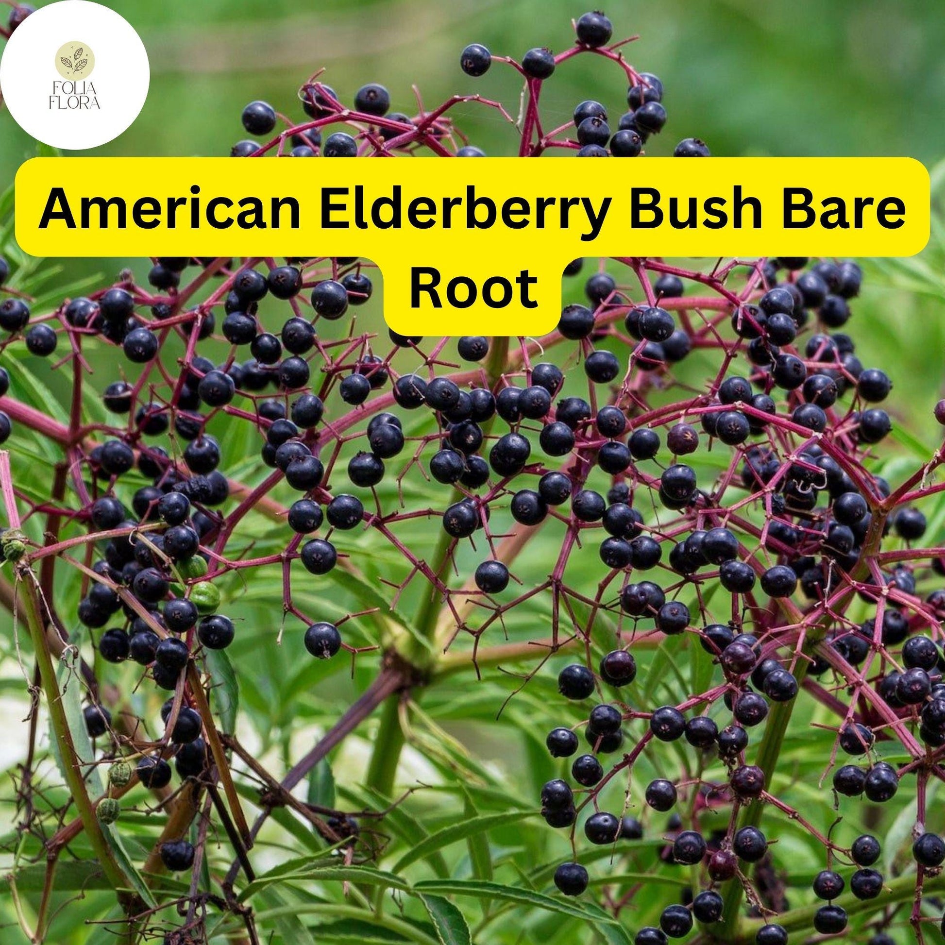 American Elderberry Bush 2-Pack - Edible Berries, Fragrant Flowers, Sambucus canadensis - Wildlife-Friendly, Zones 3-9