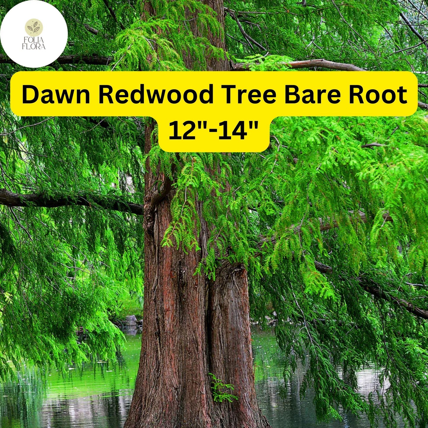 Dawn Redwood Tree 12-14" Live Bare Root Plant Metasequoia glyptostroboides Fast-Growing Deciduous Conifer Zones 4-8