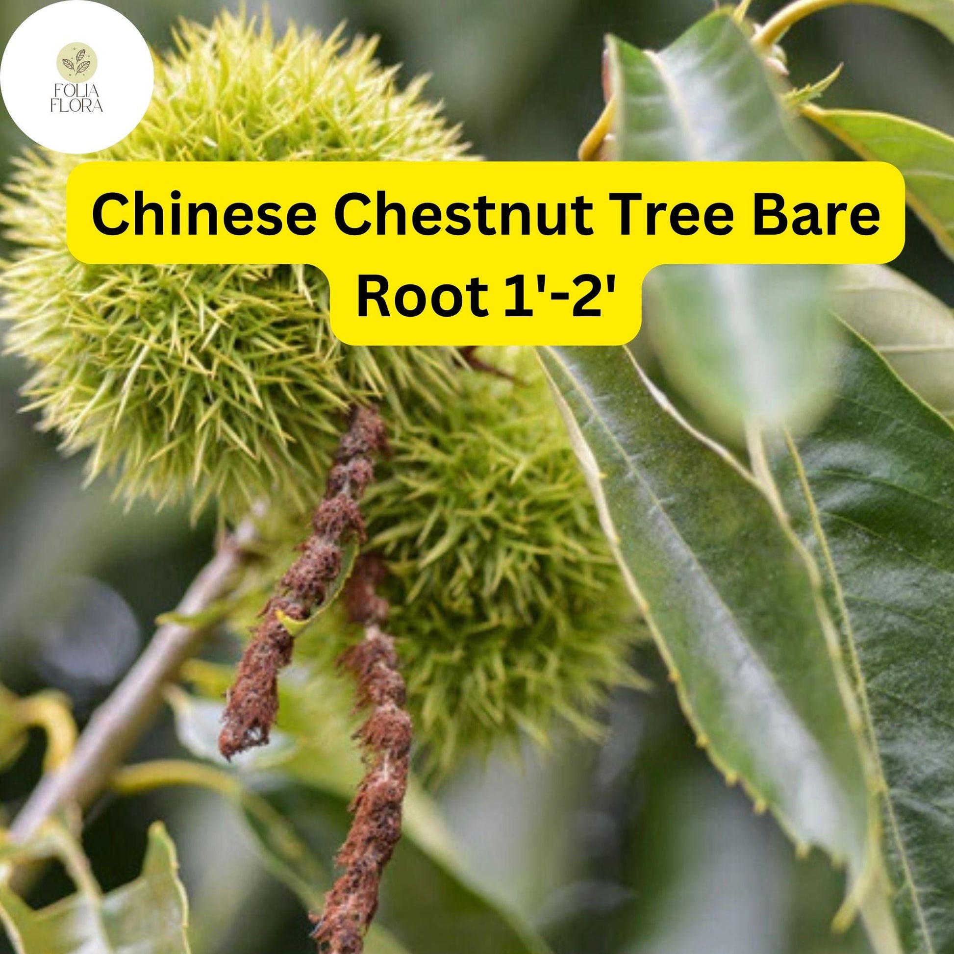 Chinese Chestnut Tree 2-Pack Live Bare Root Plants Edible Nuts Castanea mollissima Zones 4-8 Drought-Tolerant Shade Tree