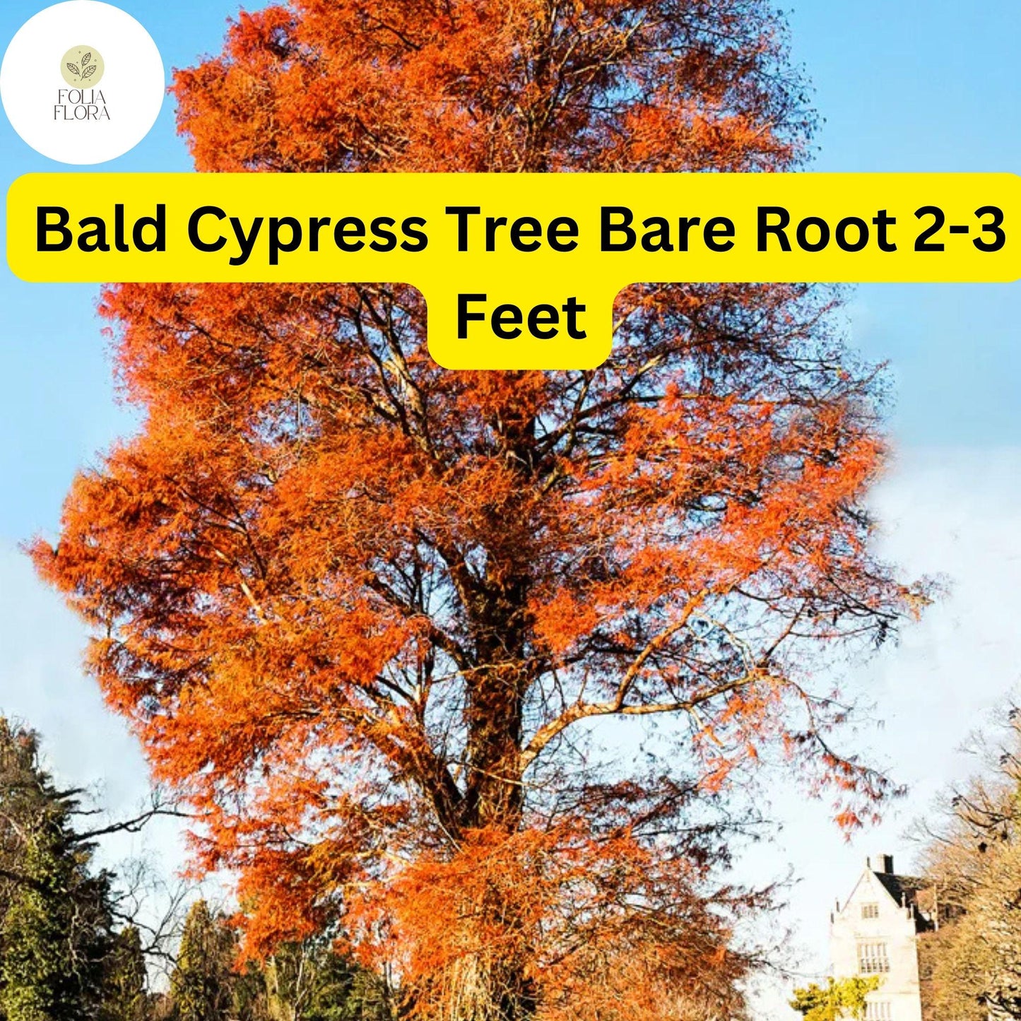 Bald Cypress Tree 2-3 Feet Live Bare Root Plant - Taxodium distichum, Fast-Growing Deciduous Conifer for Wetlands & Landscapes