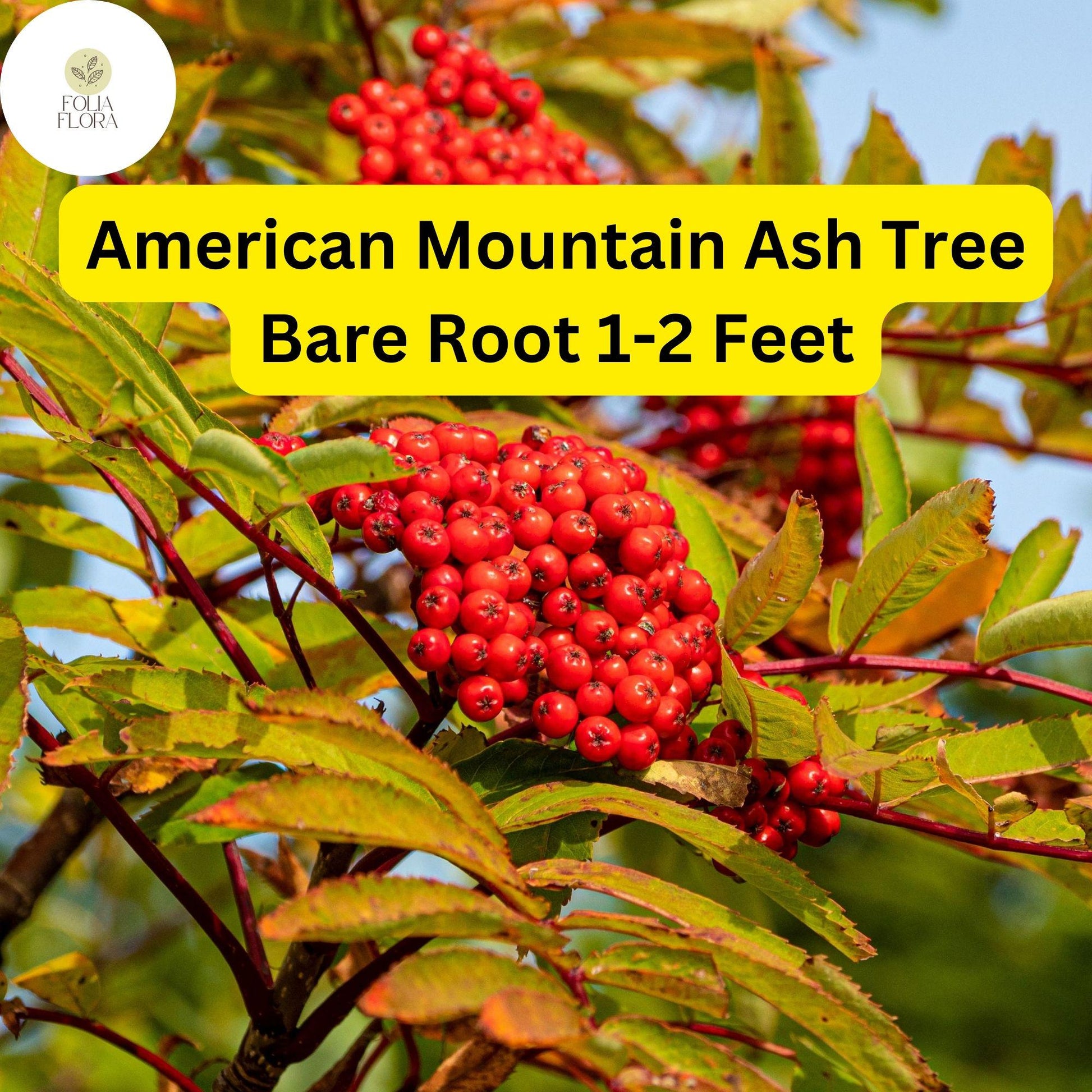 American Mountain Ash Trees 2-Pack - Live Bare Root 1-2 Feet - Sorbus americana - Ornamental, Wildlife-Friendly, White Flowers, Red Berries