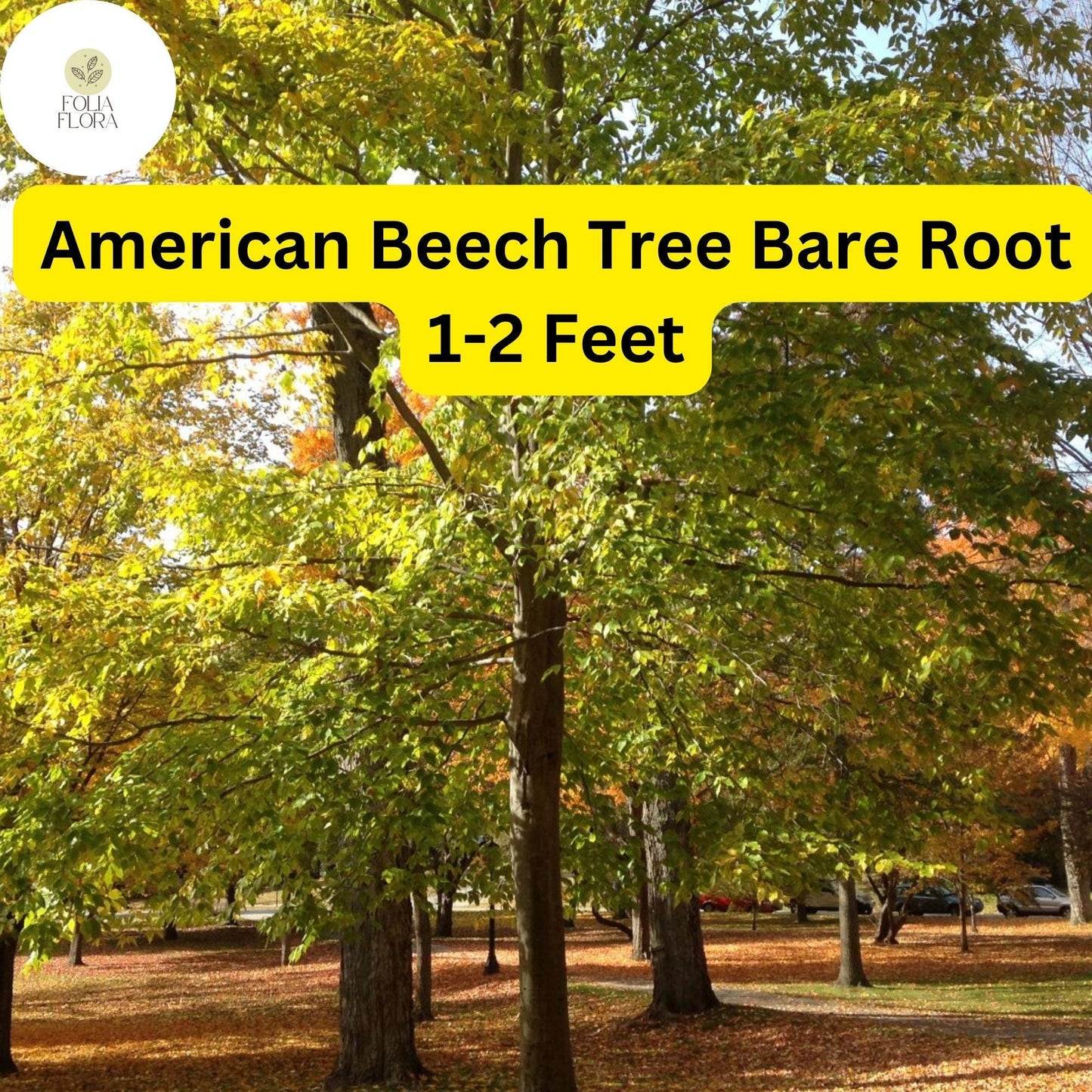 American Beech Tree 1-2 Ft Live Bare Root Plant Fagus grandifolia - Wildlife-Friendly Shade Tree for Zones 3-9