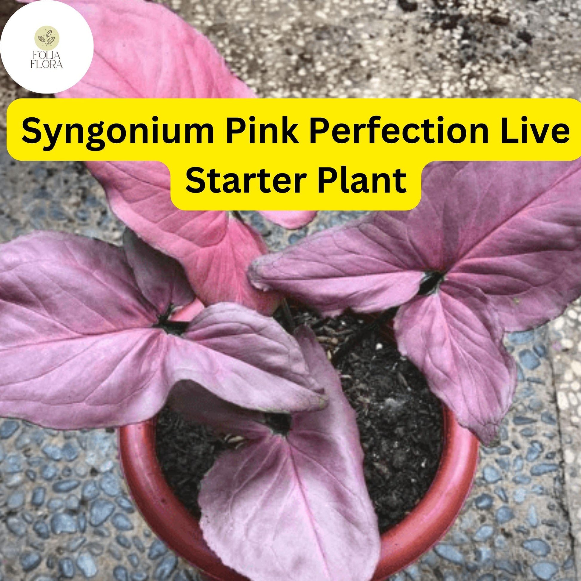 Live Syngonium podophyllum 'Pink Perfection' - 4" Rare Pink Arrowhead Plant - Air-Purifying Houseplant with Vibrant Foliage