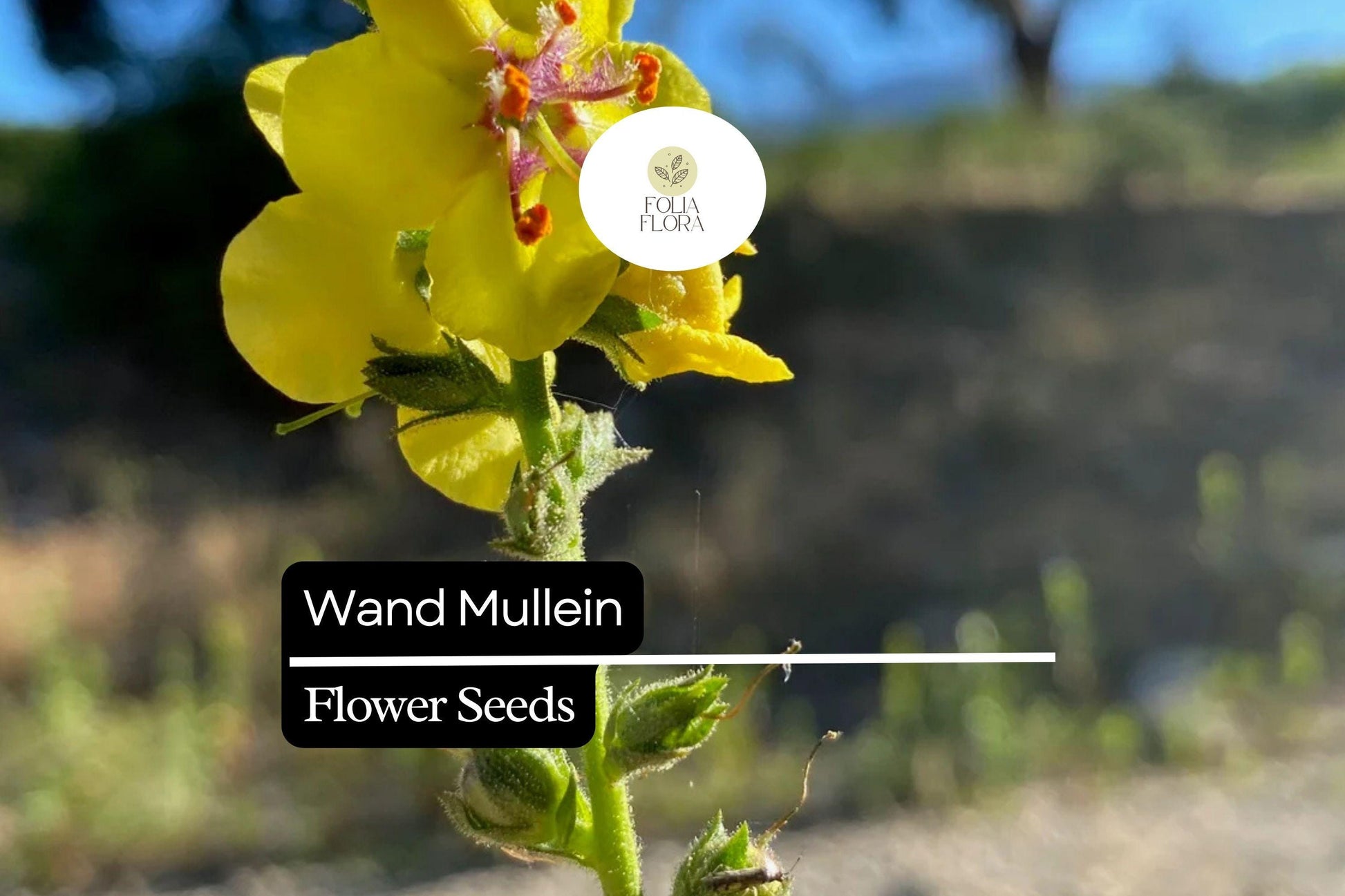 Wand Mullein Seeds | 25 Seeds | Tall Yellow Flower Spikes | Verbascum virgatum | Pollinator-Friendly, Drought-Tolerant