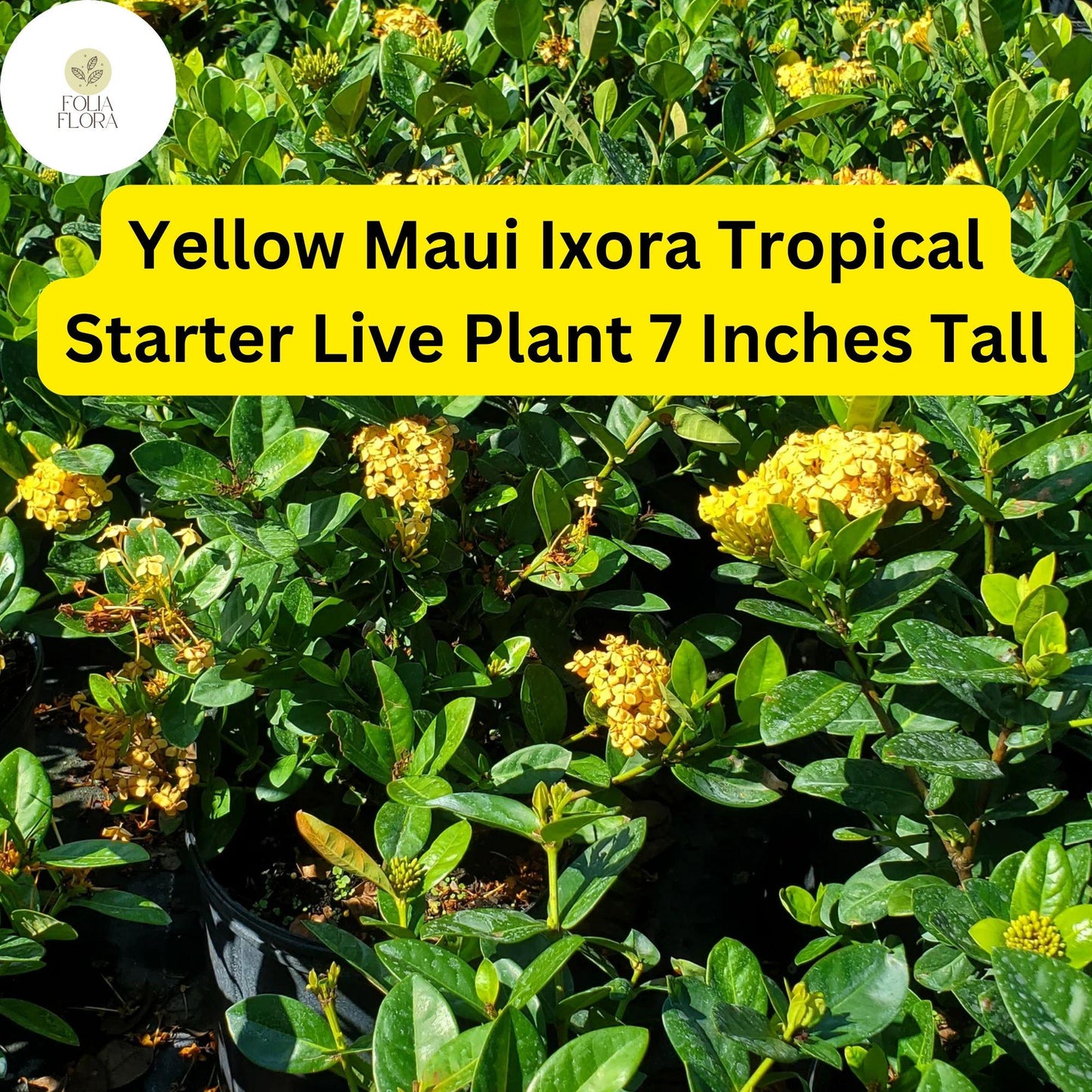 Yellow Maui Ixora Plant - Live Starter Shrub with Bright Yellow Flowers - Ixora coccinea 'Yellow Maui' - Tropical Garden Favorite