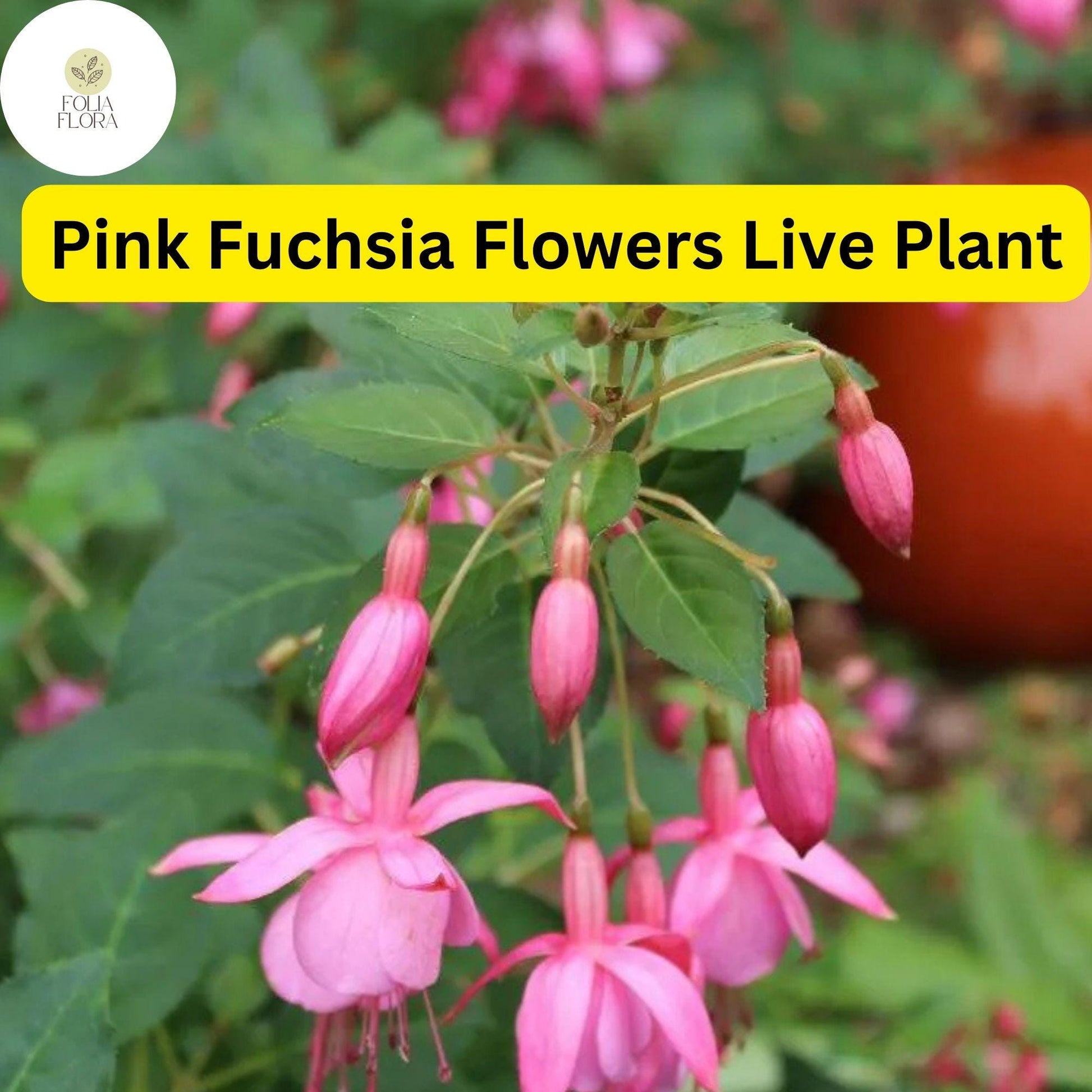 Pink Anthurium Plant in 4" Pot - Vibrant Pink Fuchsia Flowers, Anthurium andraeanum, Easy-Care Tropical Houseplant