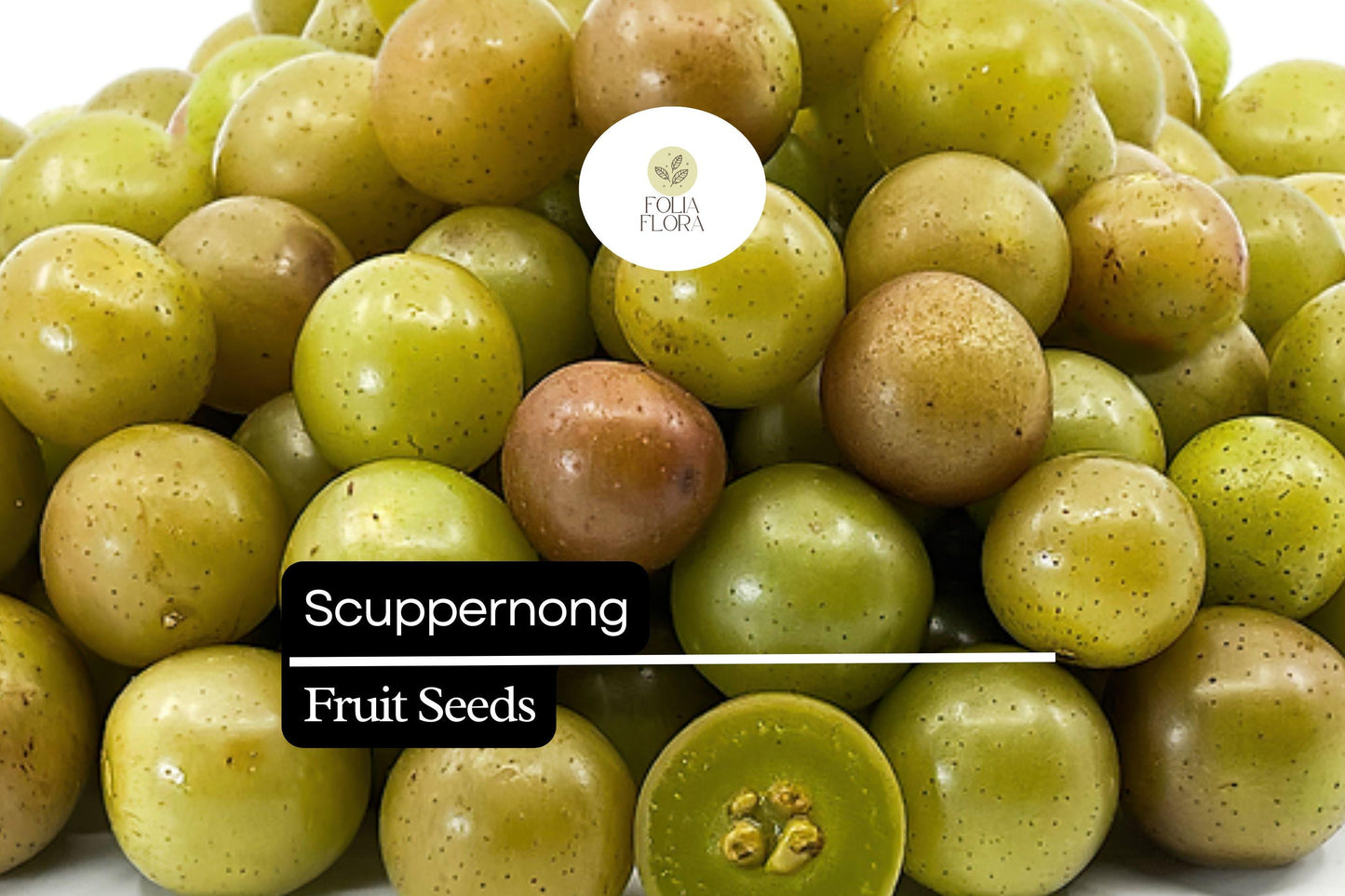 Scuppernong Grape Seeds - 5 Pack Vitis rotundifolia - Sweet Bronze Muscadine Grapes - High-Yield Edible Vine for Gardens