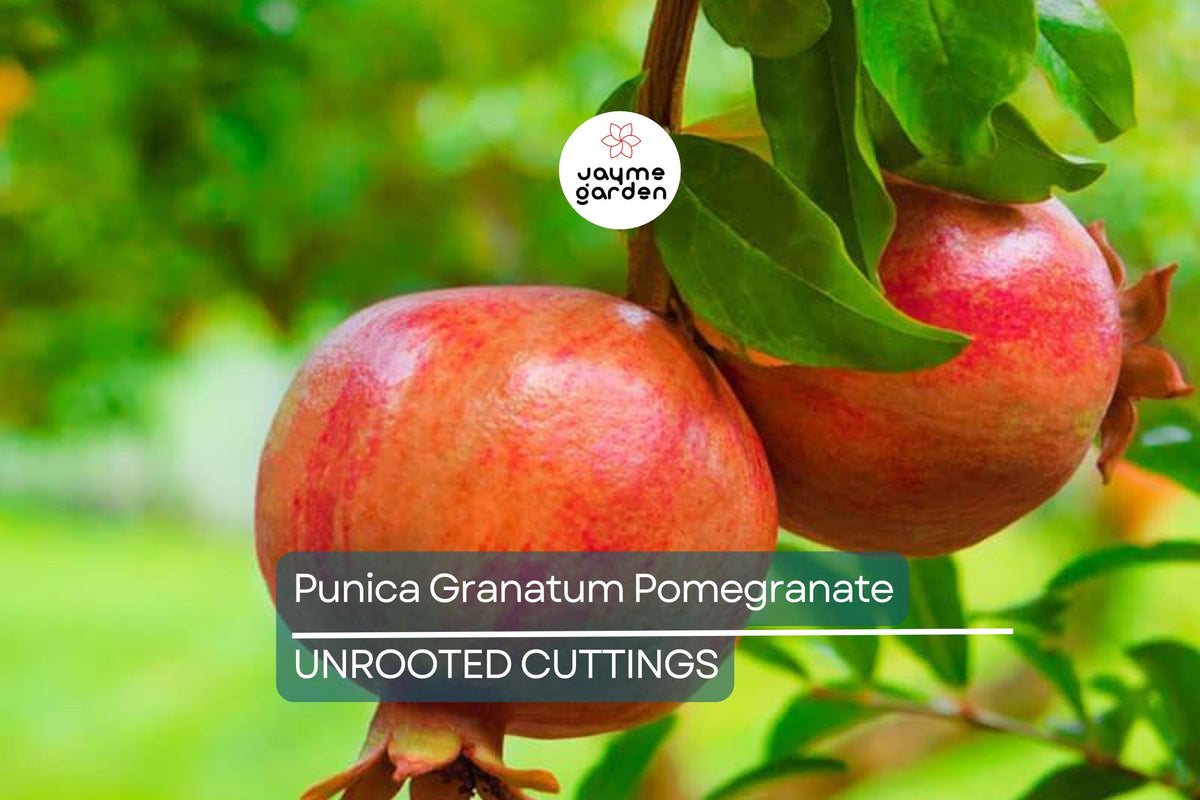 6" Live Pomegranate Tree Cuttings, Fast-Growing Punica Granatum, Organic Fruit-Bearing, USDA Zones 7-11, Evergreen Garden Plant