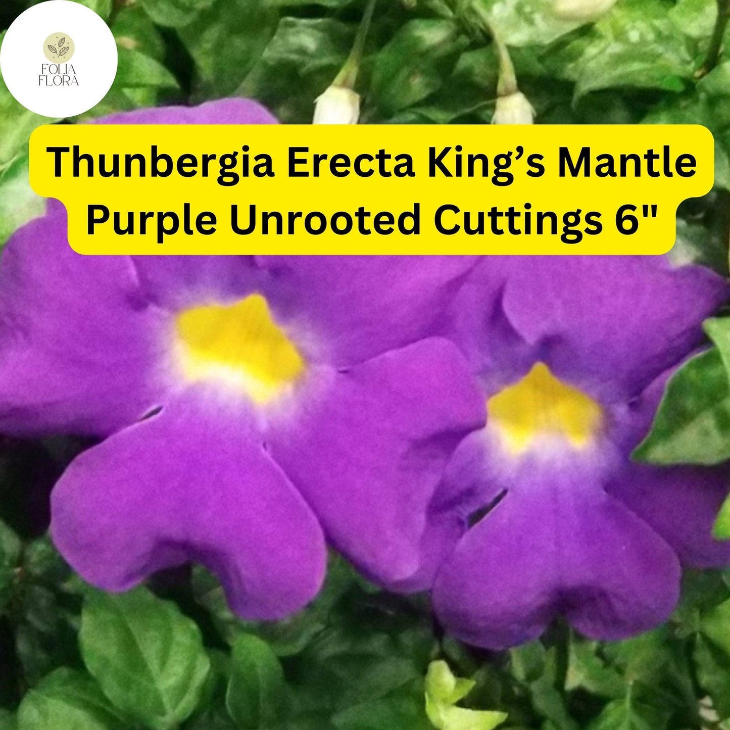 King's Mantle Cuttings | 7 Unrooted Thunbergia Erecta | Purple Blooms | Pollinator-Friendly Garden Plant