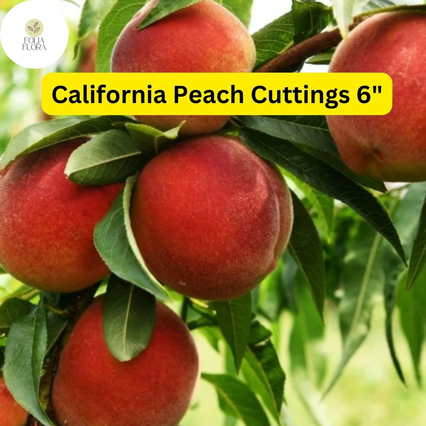 California Peach Tree Cuttings | 7 Live 6" Prunus Persica | Self-Pollinating Fruit Tree for Home Orchard & Gardens