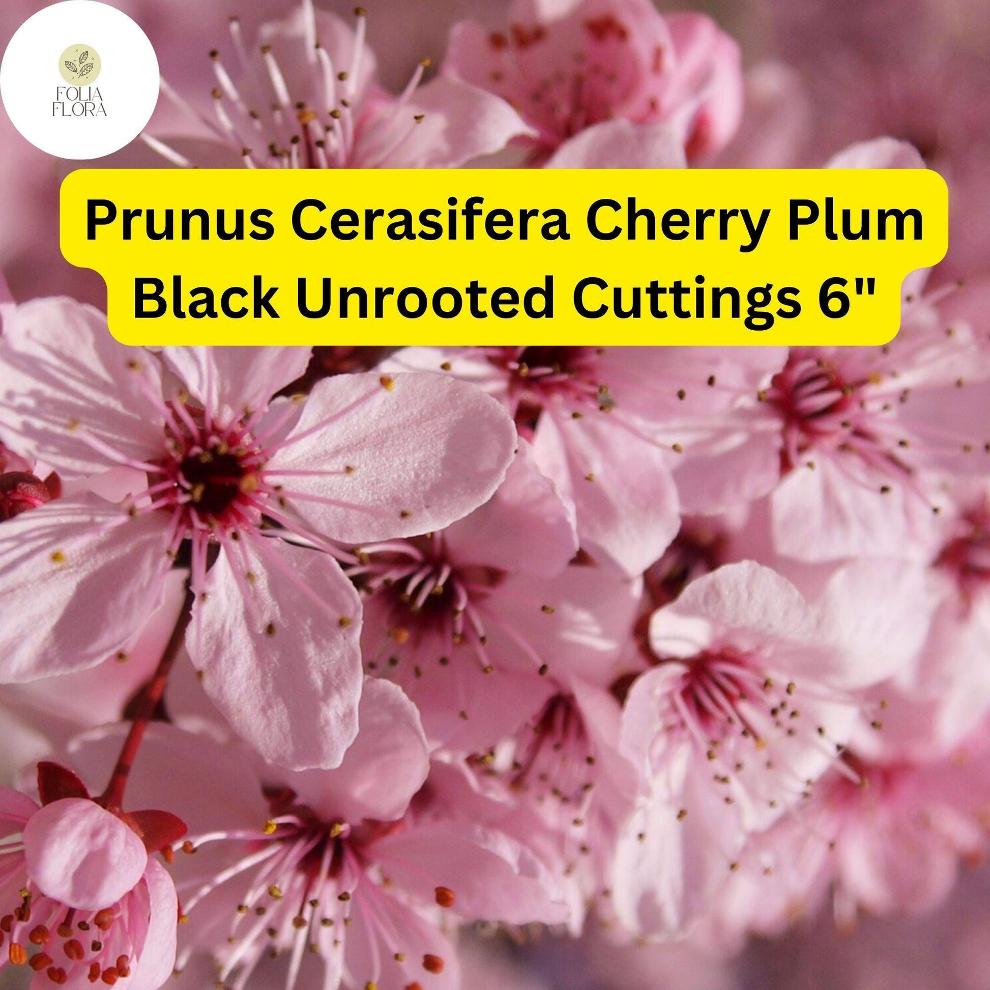 Cherry Plum Black Cuttings - 3 Unrooted 6" Cuttings - Prunus Cerasifera - Fast Growing Fruit Tree for Home Orchards