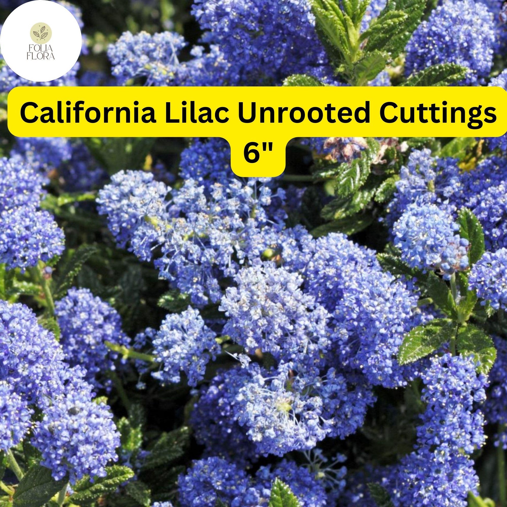 3 Unrooted 6" Ceanothus ‘California Lilac’ Cuttings | Fast-Growing Flowering Shrub | Blue Blooms | Drought-Tolerant Plant