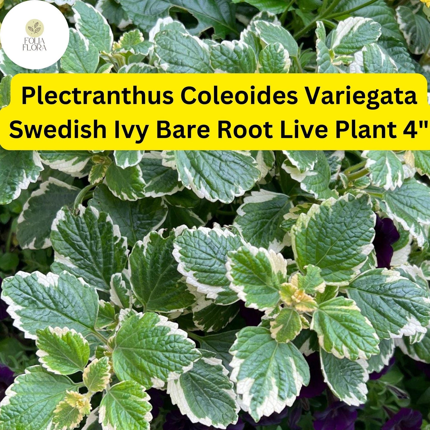 Variegated Swedish Ivy Plant 4" - Plectranthus coleoides ‘Variegata’ - Easy-Care Trailing Houseplant for Hanging Baskets & Containers