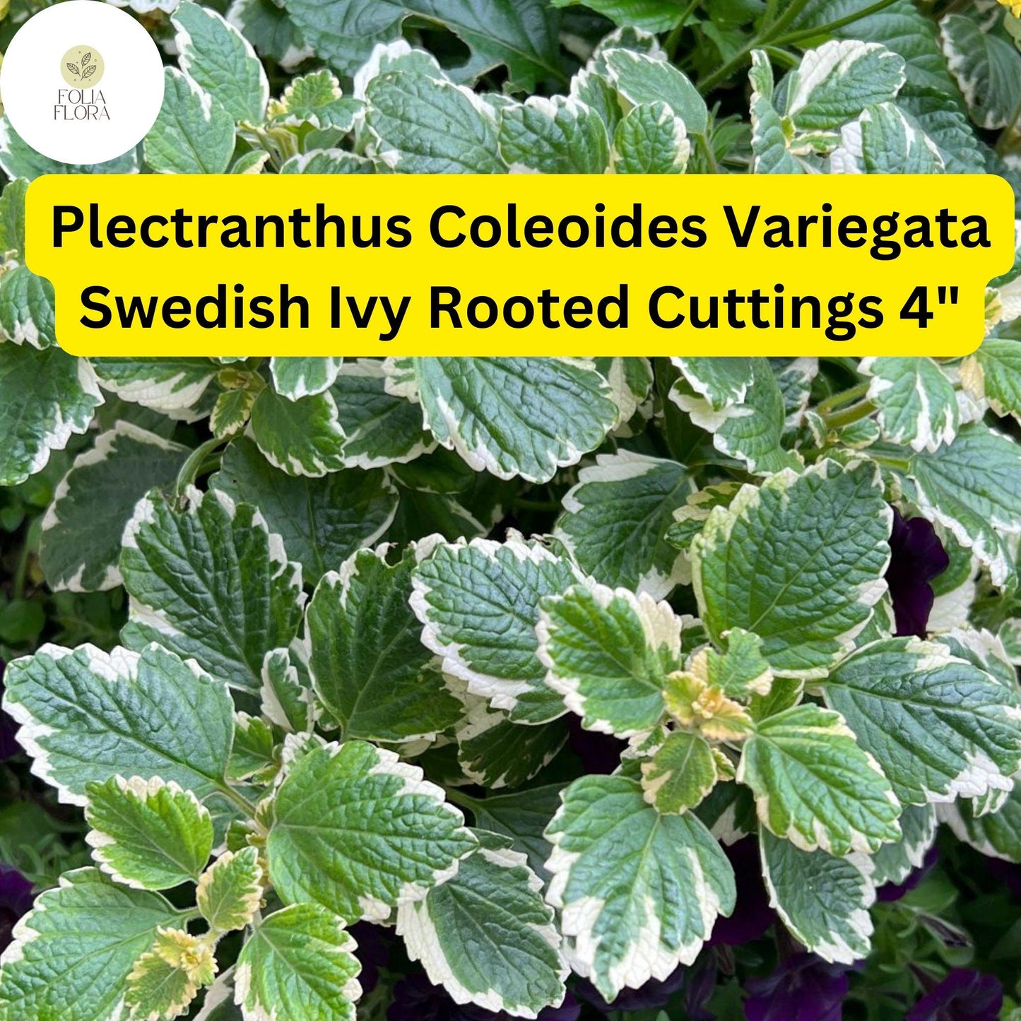 3 Rooted Cuttings 4" Variegated Swedish Ivy Plant Plectranthus coleoides ‘Variegata’ - Trailing, Fragrant, Easy Care