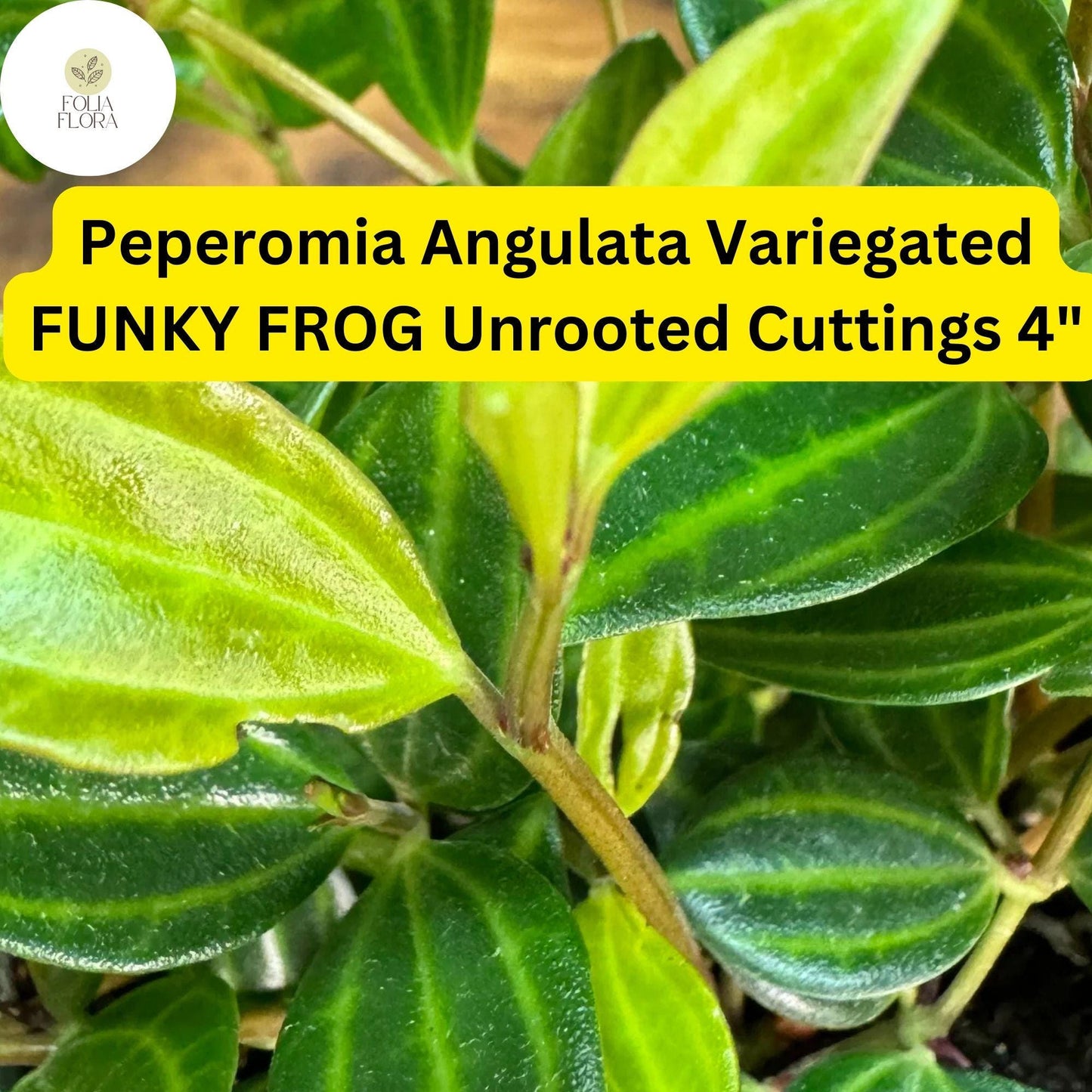 Peperomia Cuttings 4" Unrooted 5 Pack, Variegated Funky Frog, Easy-Care Houseplant, Peperomia angulata, Trailing Foliage