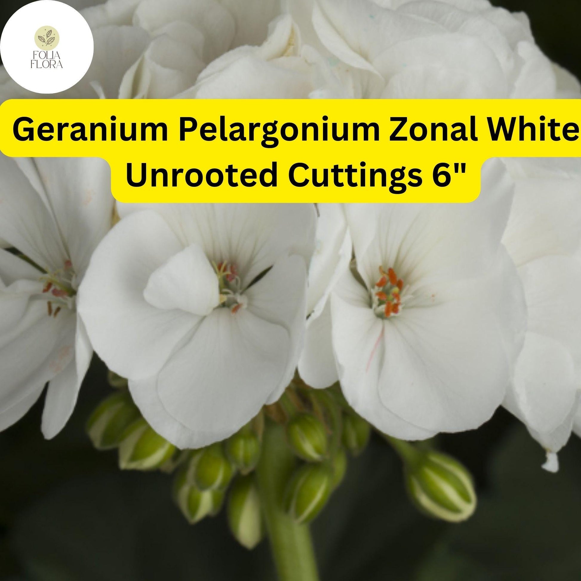White Geranium Cuttings - 3 Unrooted Pelargonium Zonal 'White' - Drought-Tolerant, Pollinator-Friendly, Easy Care