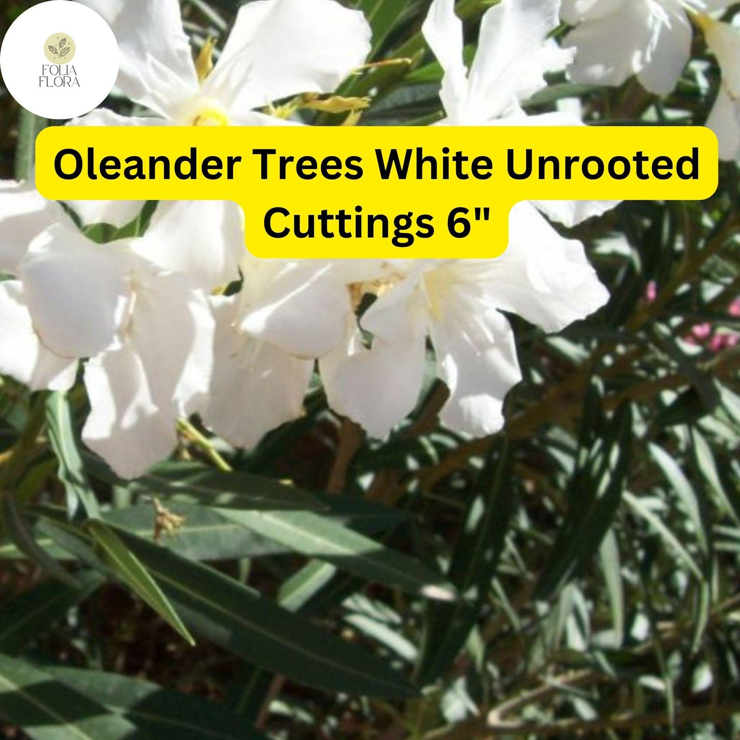 Oleander Tree Cuttings 6” White Flowers Nerium oleander 7 Unrooted Fast-Growing Drought-Tolerant Easy-Care for Landscaping