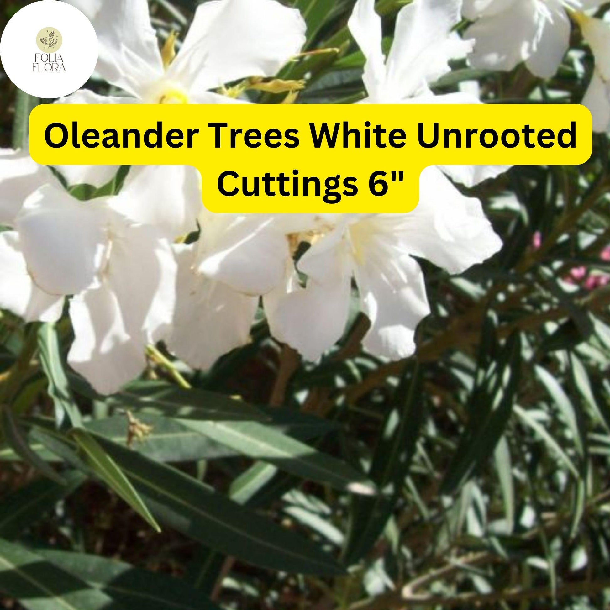 Oleander Tree Cuttings 6” White Flowers Nerium oleander 7 Unrooted Fast-Growing Drought-Tolerant Easy-Care for Landscaping