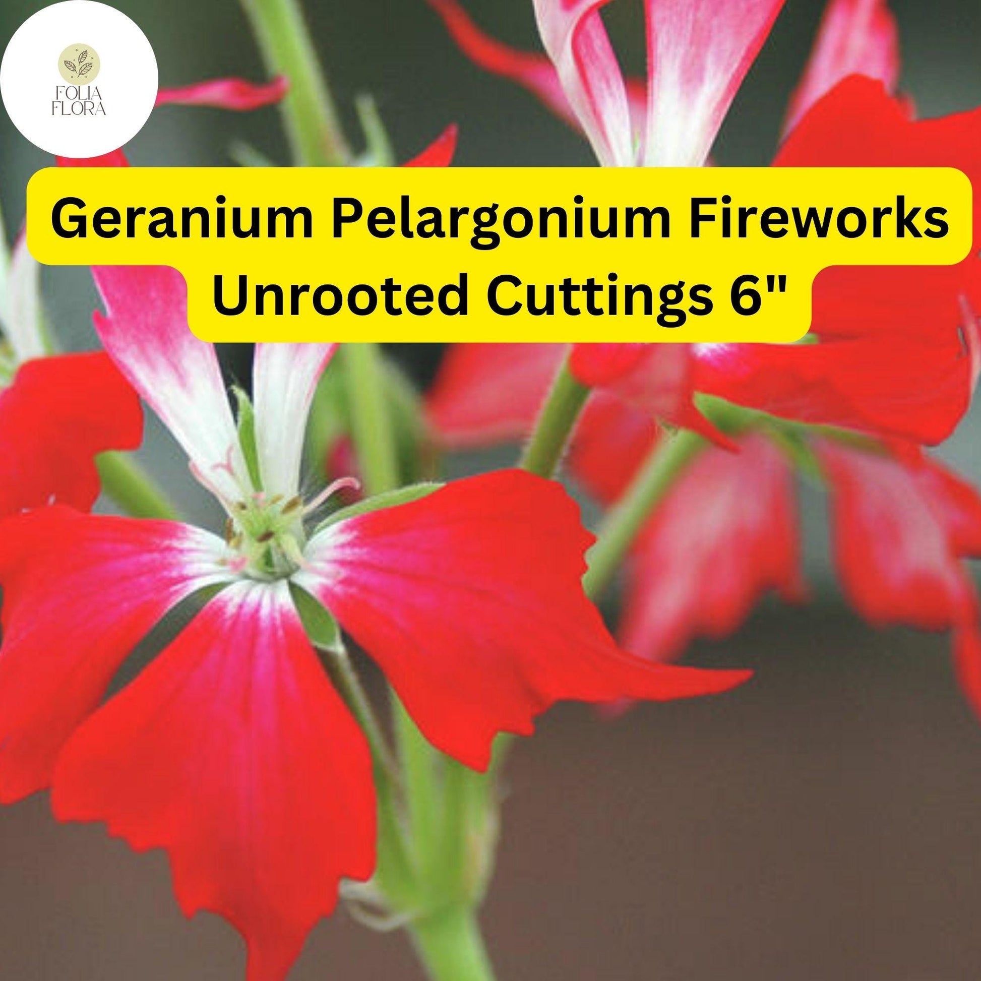 Geranium Cuttings 6” Unrooted Pelargonium ‘Fireworks Red’ - Vibrant Red Blooms, Easy-Care, Drought-Tolerant, Pollinator-Friendly